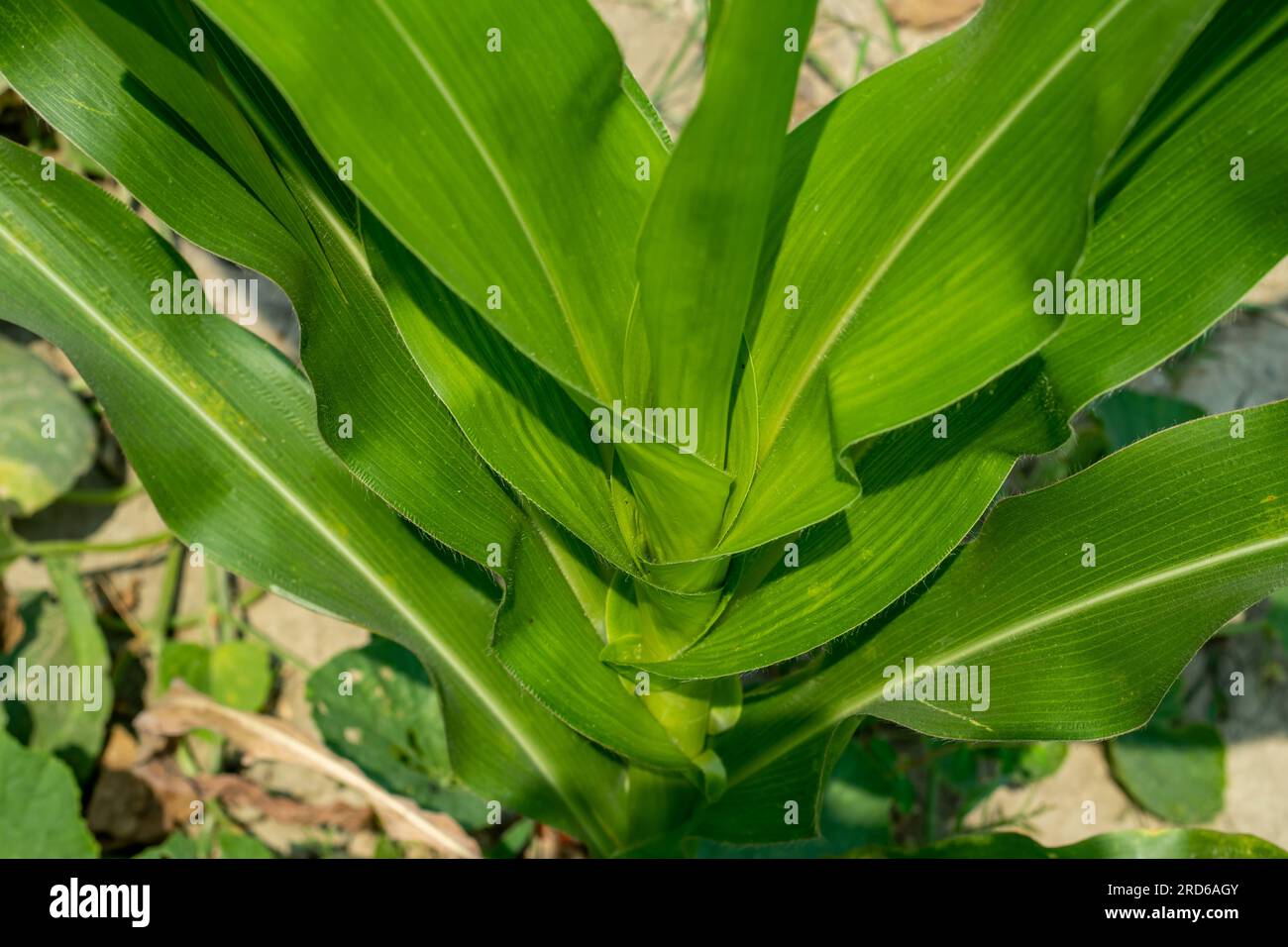 The Corn Plant, or Dracaena fragrans, The corn plant, the maize plant. It has large, elongated, narrow leaves that grow alternately in opposite sites Stock Photo