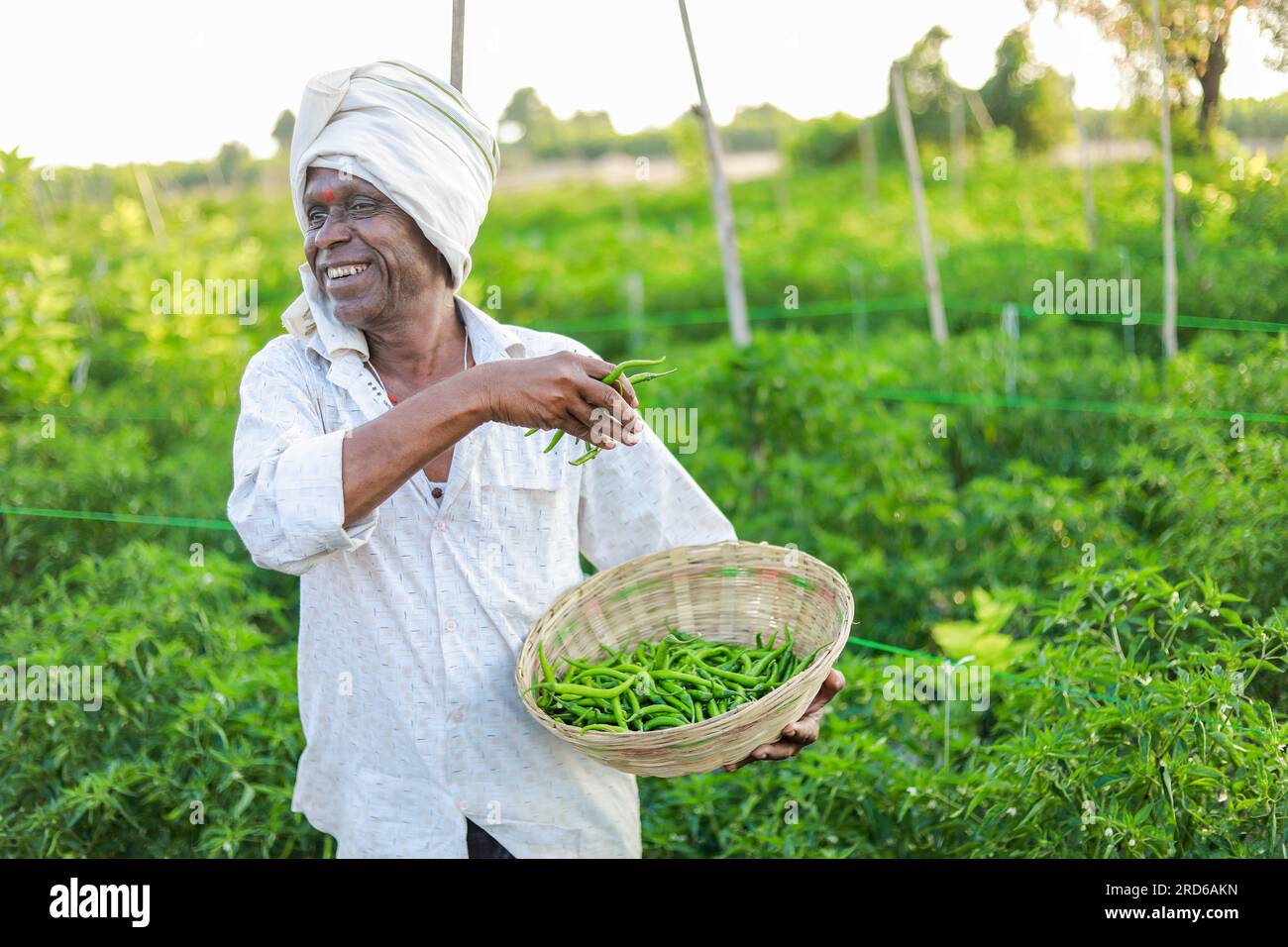 Farmer holding green chilli Basket in hands , harvesting chilli Stock ...