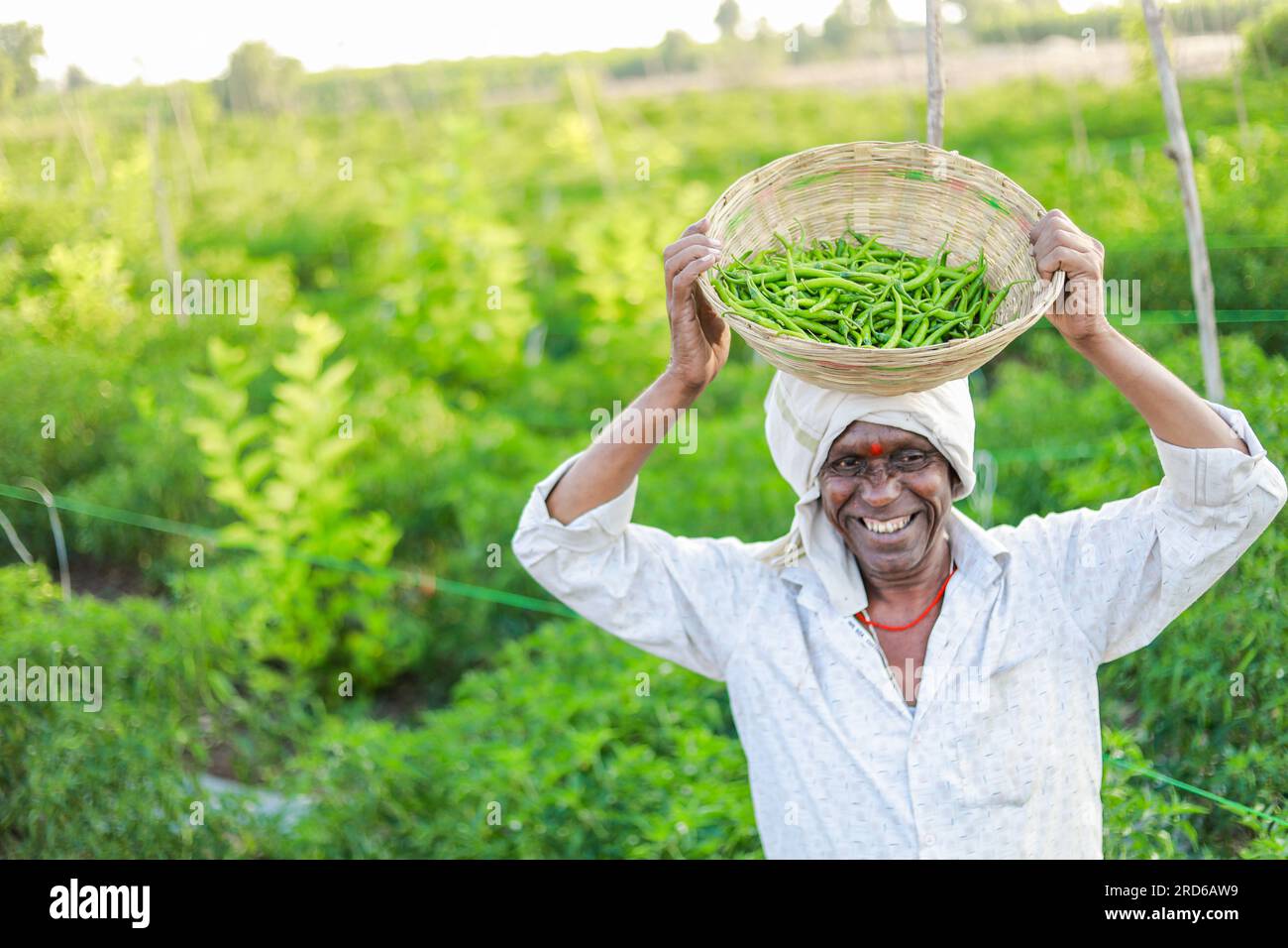 Farmer holding green chilli Basket in hands , harvesting chilli Stock ...
