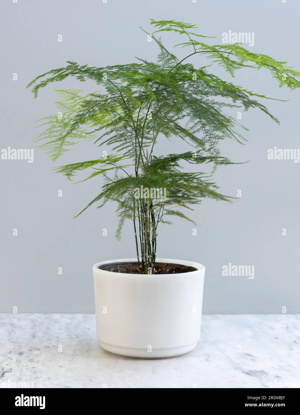 The plumosa fern also known as Asparagus Fern in a white decorative pot Stock Photo