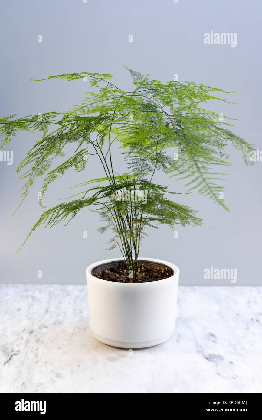 Fern Leaf Plumosus Asparagus Fern - 2 inch Pot -Easy to Grow/Terrarium Plants