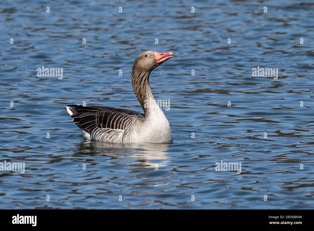 The greylag goose, Anser anser is a species of large goose in the waterfowl family Anatidae and the type species of the genus Anser. Stock Photo