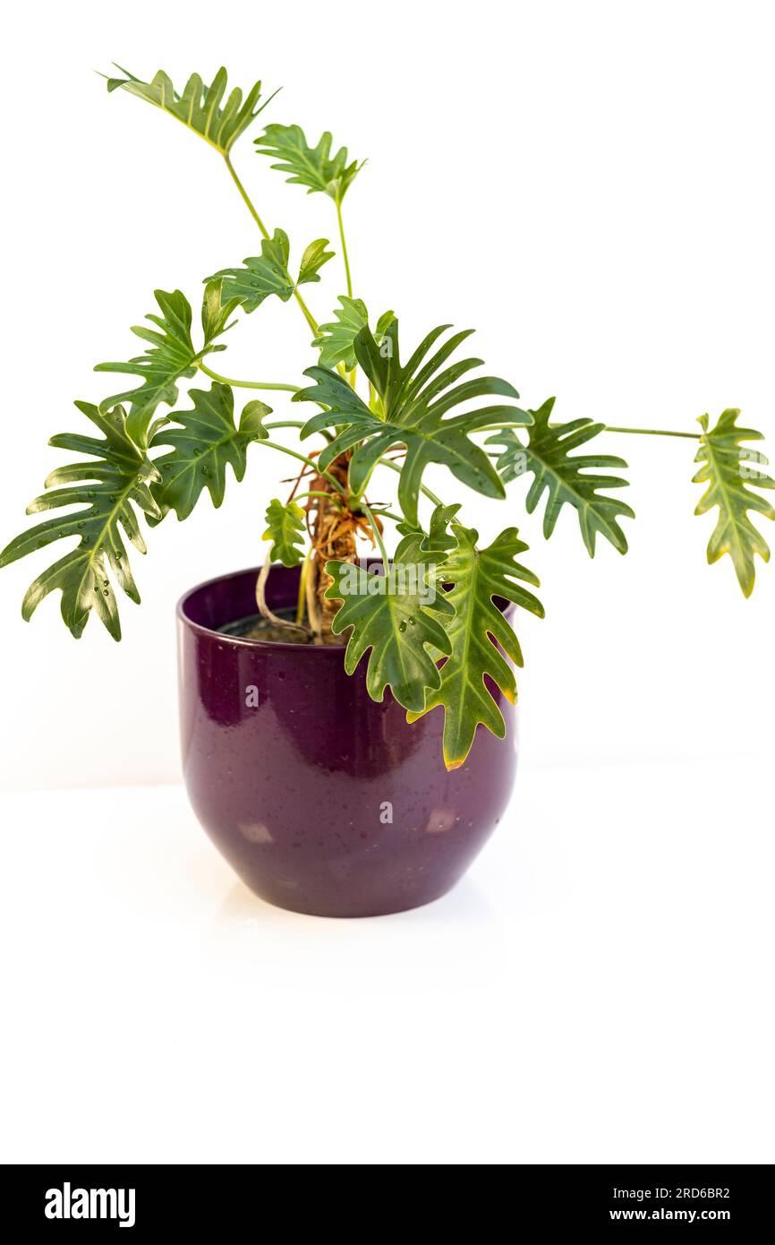 mini philodendron Philodendron Pink Princess Houseplant with Planter - Medium ( 7
