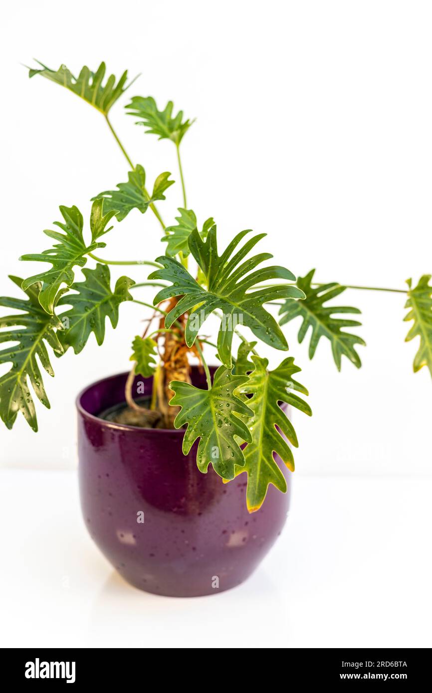 monstera plant fertilizer Organic Monstera Plant Food
