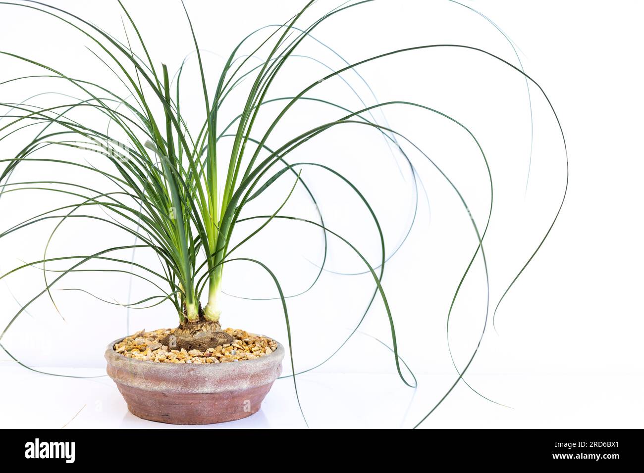 Ponytail palm Beaucarnea Recurvata isolated on a white background Stock Photo