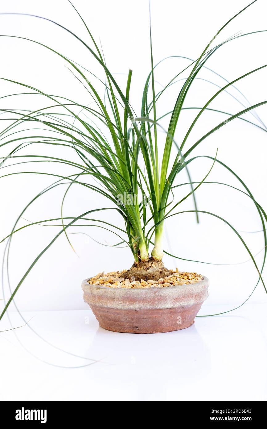 Beaucarnea recurvata ponytail palm isolated on white background Stock Photo