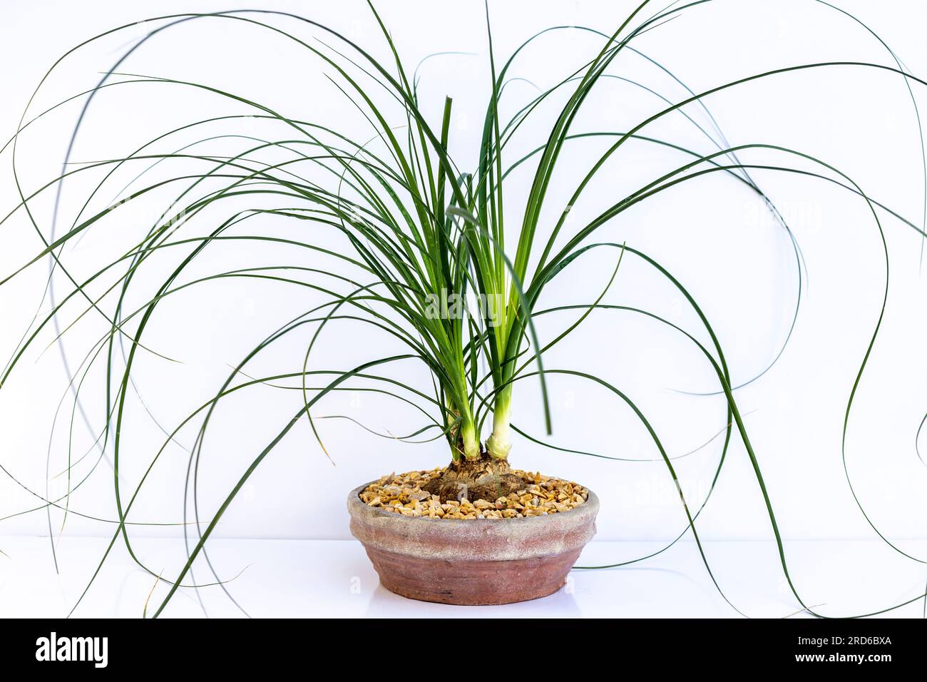 The Beaucarnea Recurvata also known as Ponytail Palm, or Nolina is a houseplant with a swollen thick brown stem and the long narrow curly, green leave Stock Photo