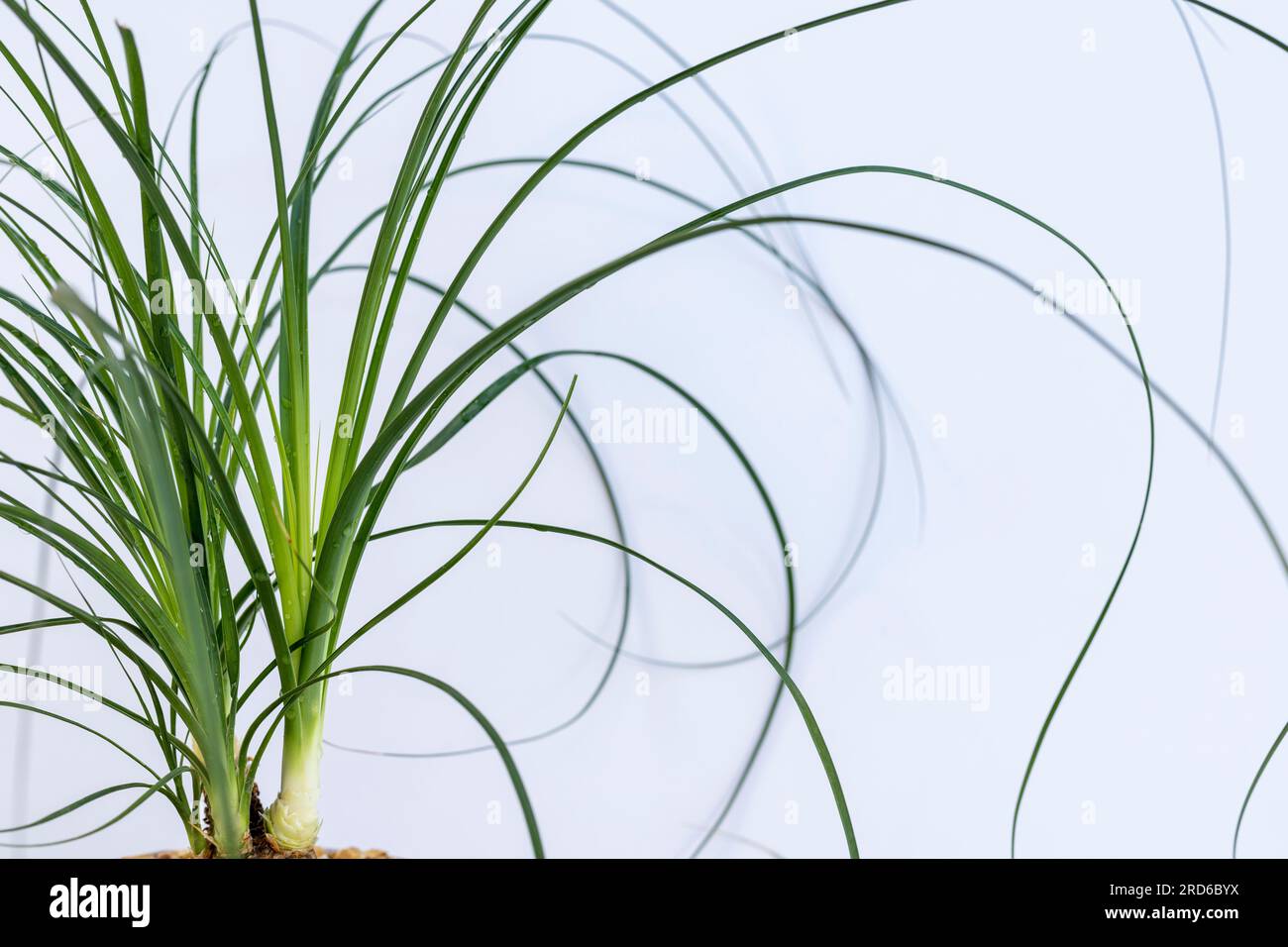 Beaucarnea Recurvata isolated on a white background with copy space Stock Photo