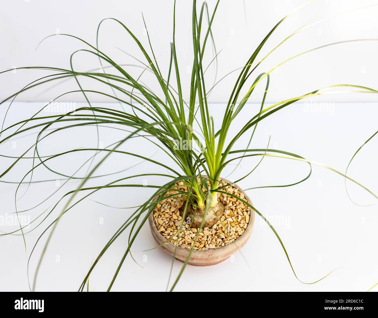 Dwarf ponytail palm top view on white isolated background Stock Photo