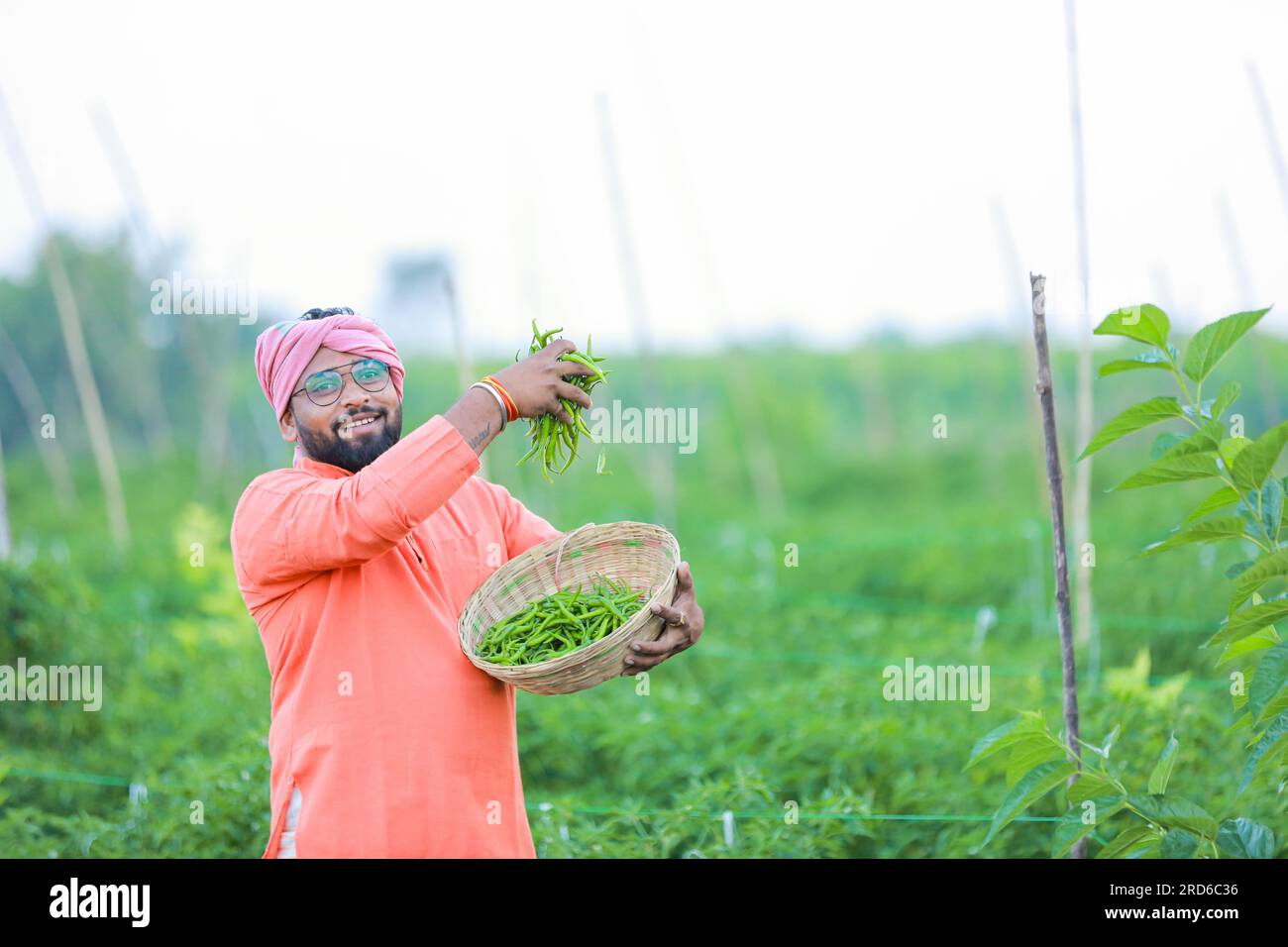 happy Indian farmer standing in green Chilli farm Stock Photo - Alamy