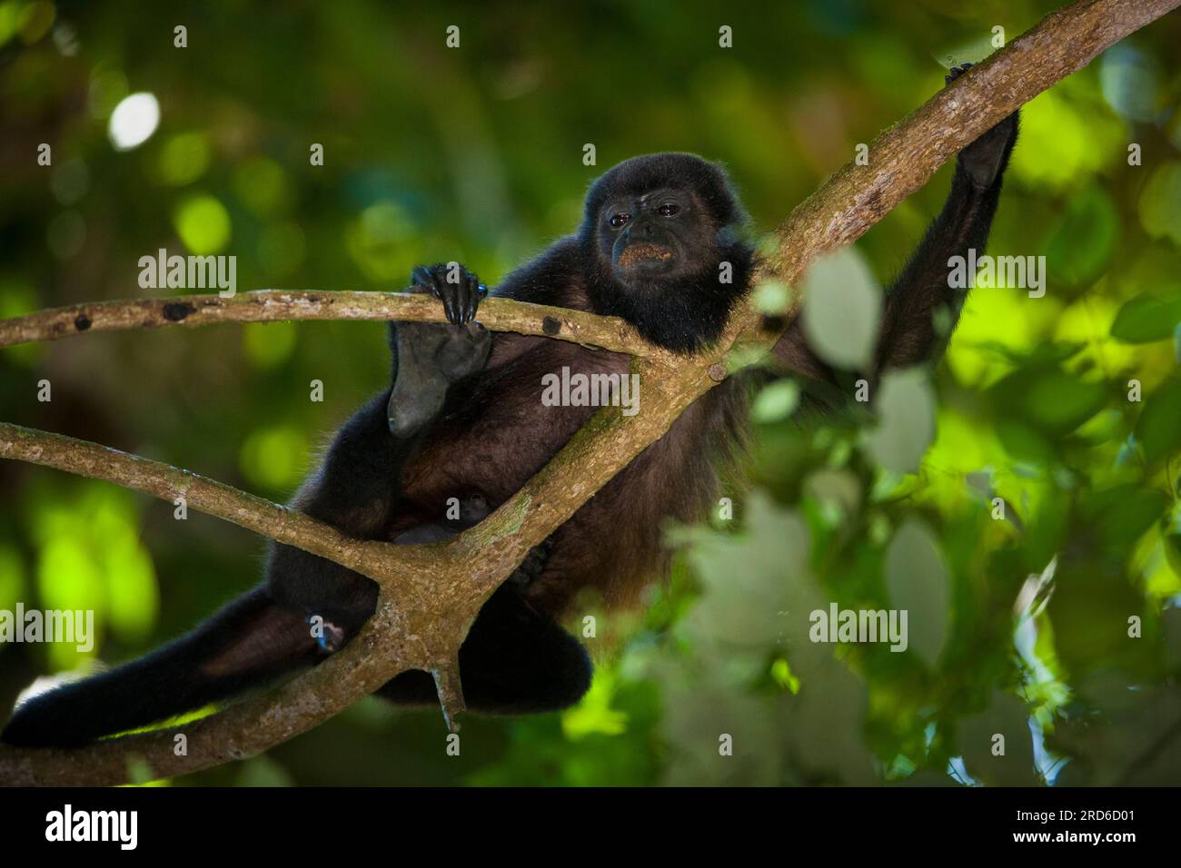 Coiba Howler Monkey, Alouatta coibensis, inside the rainforest at Coiba national park, Pacific ocean, Veraguas province, Republic of Panama. Stock Photo