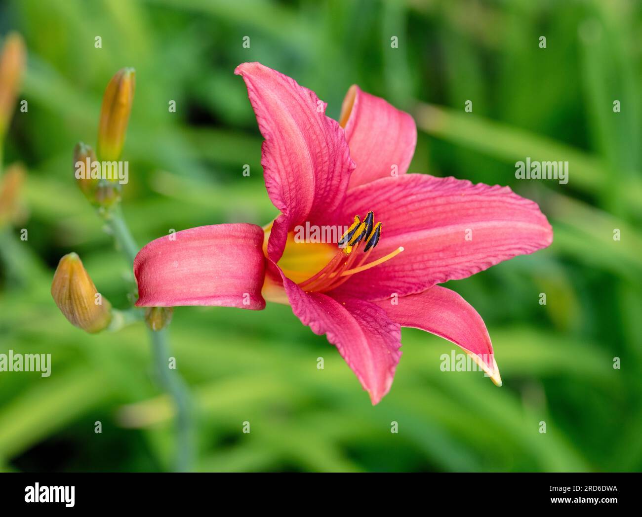 ‘Pink Damask’ Daylily, Daglilja (Hemerocallis Stock Photo - Alamy
