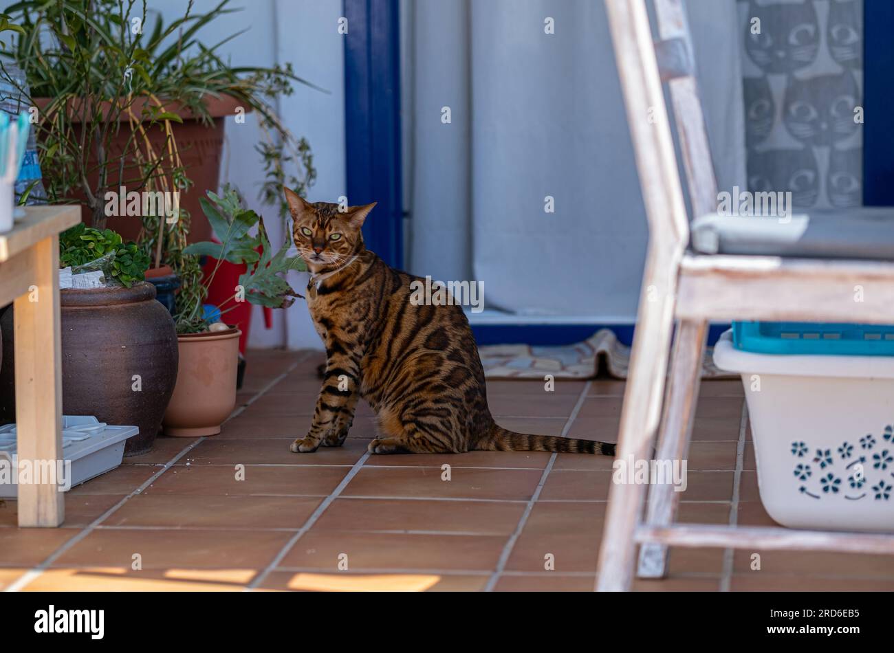 Bengal domestic cat is resting on the balcony in the hot sunny summer ...