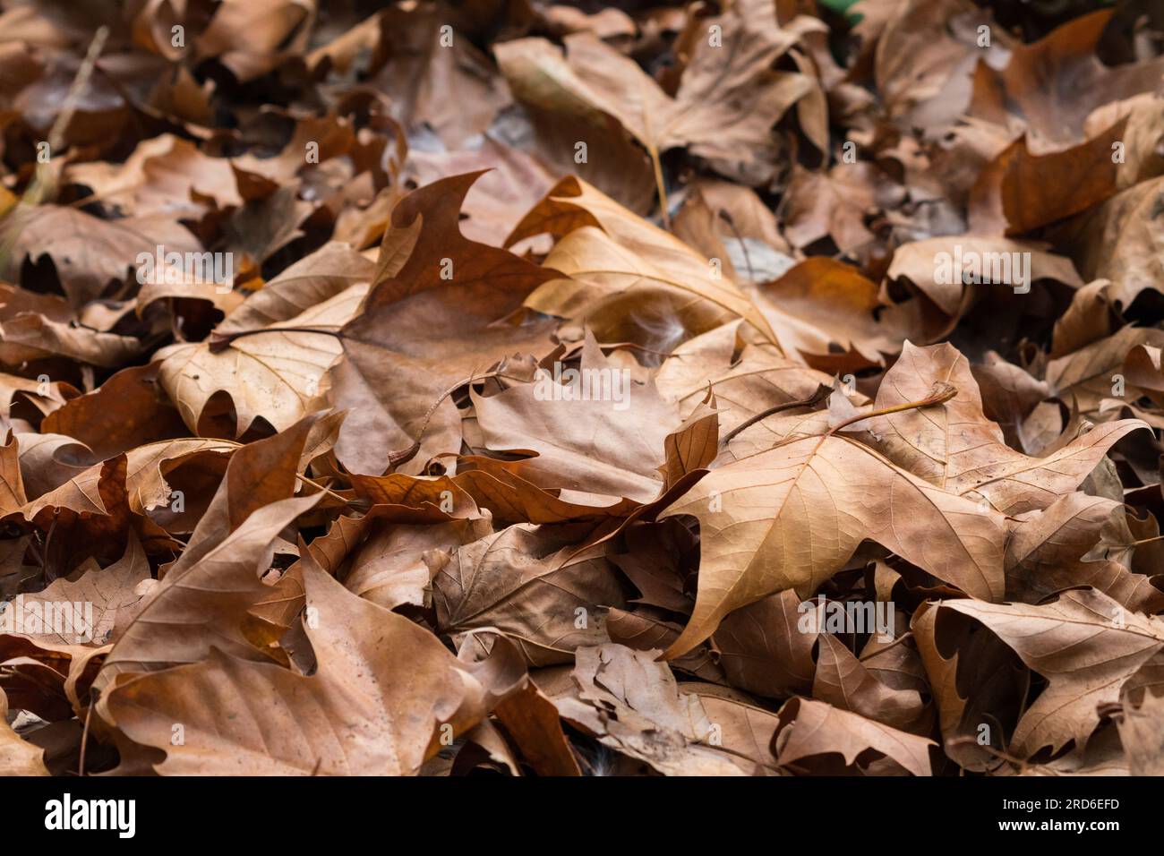 closeup dead dry brown Autumn or Fall oak leaves lying on the ground concept weather and seasons abstract nature background or wallpaper Stock Photo