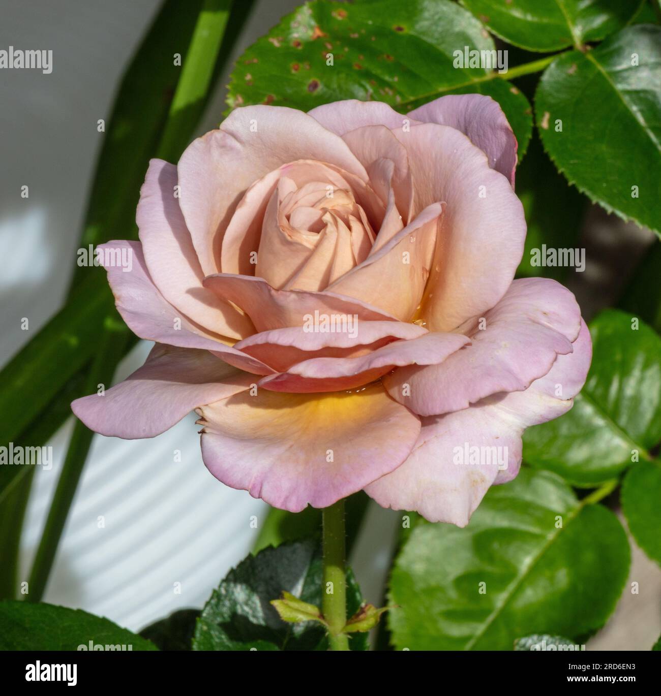 'Waltz Time, Saint-Exupery, DELtos' Hybrid Tea Rose, Tehybridros (Rosa) Stock Photo