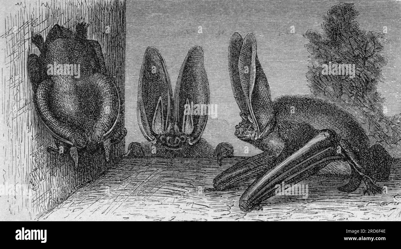 zoology / animals, bat, brown long-eared bat (Plecotus auritus), wood engraving, circa 1900, ARTIST'S COPYRIGHT HAS NOT TO BE CLEARED Stock Photo