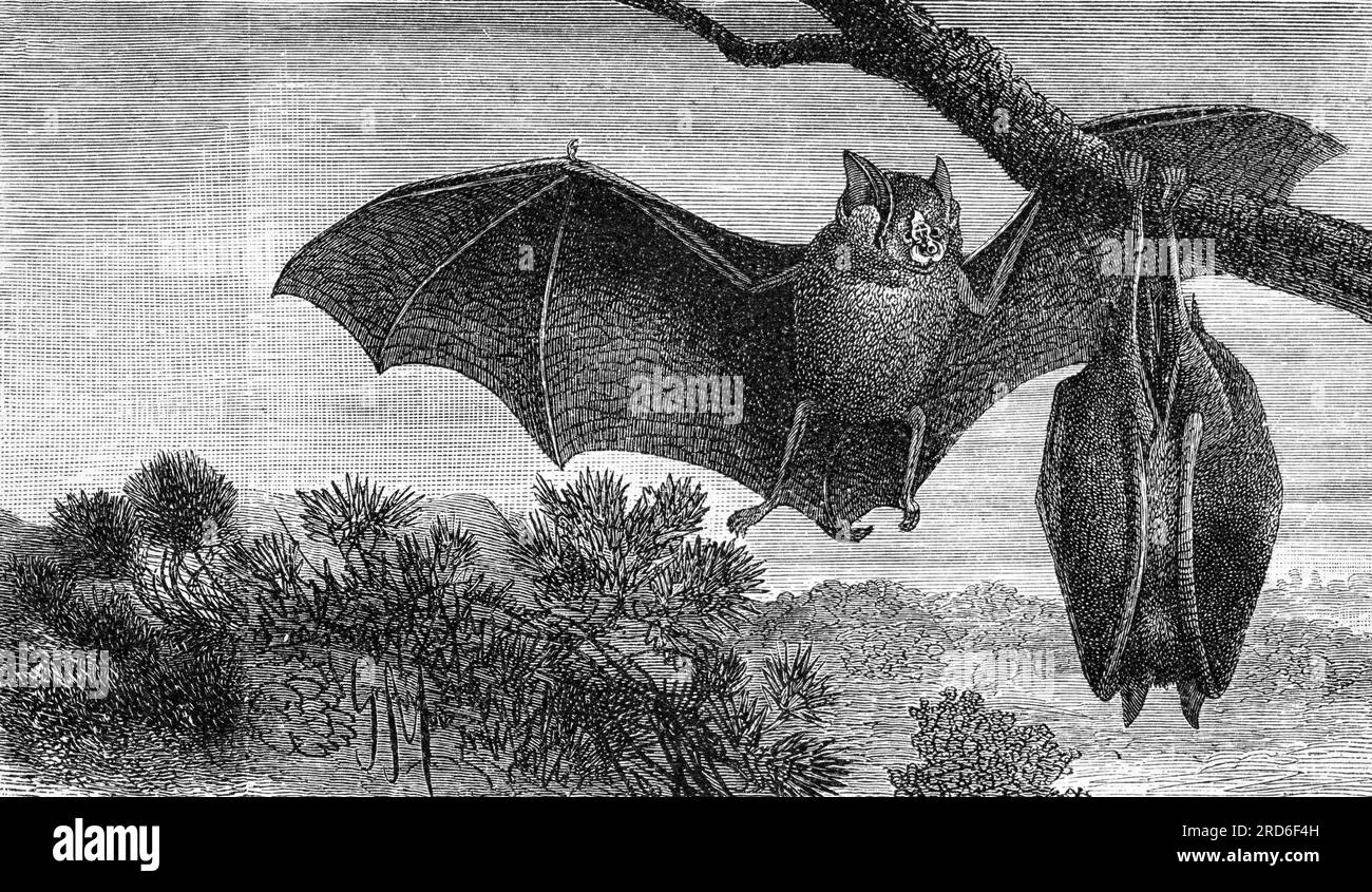 zoology / animals, bat, Greater horseshoe bat (Rhinolophus ferrumequinum), wood engraving, circa 1900, ARTIST'S COPYRIGHT HAS NOT TO BE CLEARED Stock Photo