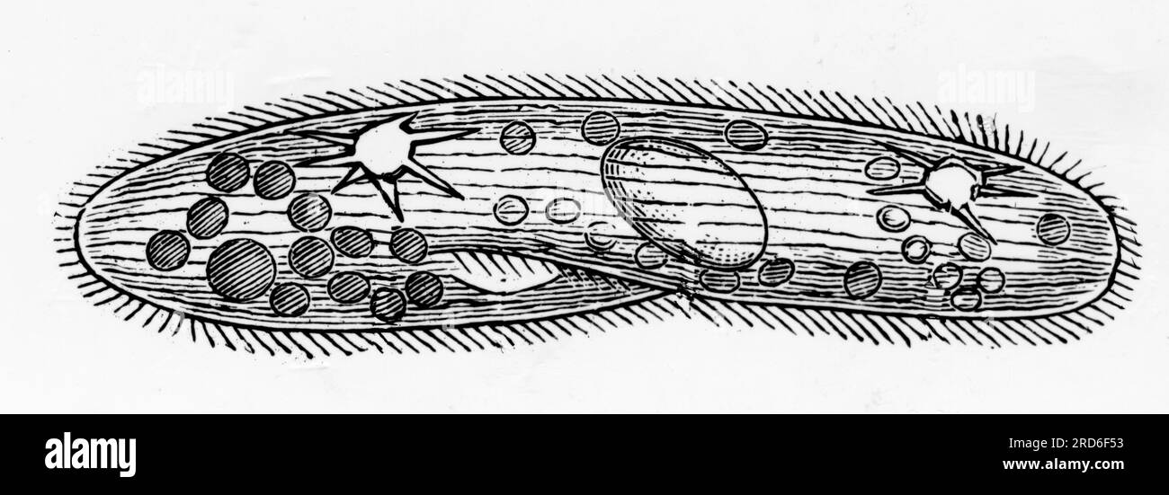 zoology / animals, amoeba, paramecium (Paramecium aurelia), drawing ...