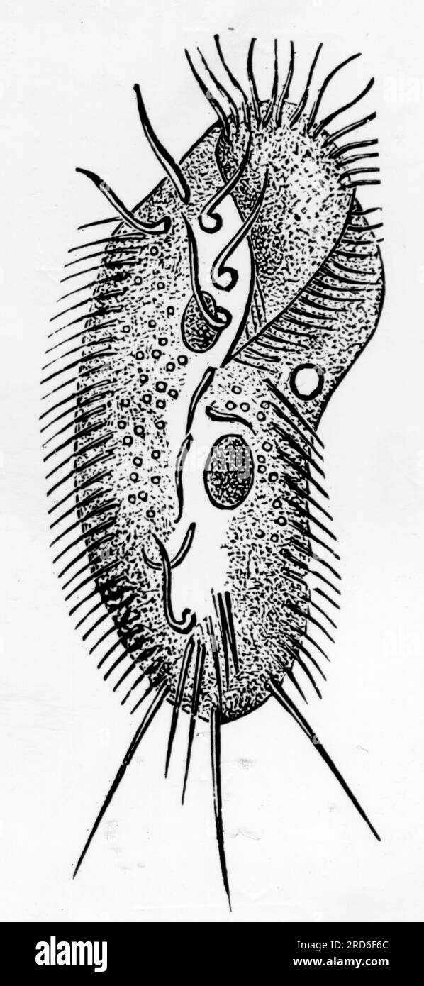 Stylonychia