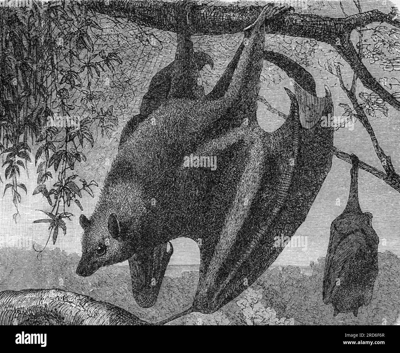 zoology / animals, fruitbat, large flying fox (Pteropus vampyrus), wood