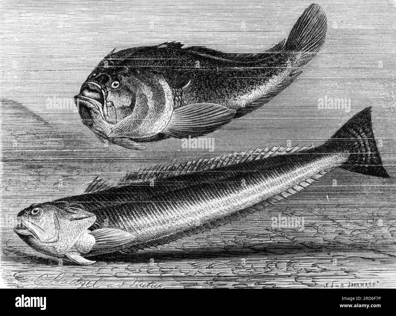 zoology / animals, fishes, Atlantic stargazer (Uranoscopus scaber) and Greater weever (Trachinus draco), ARTIST'S COPYRIGHT HAS NOT TO BE CLEARED Stock Photo