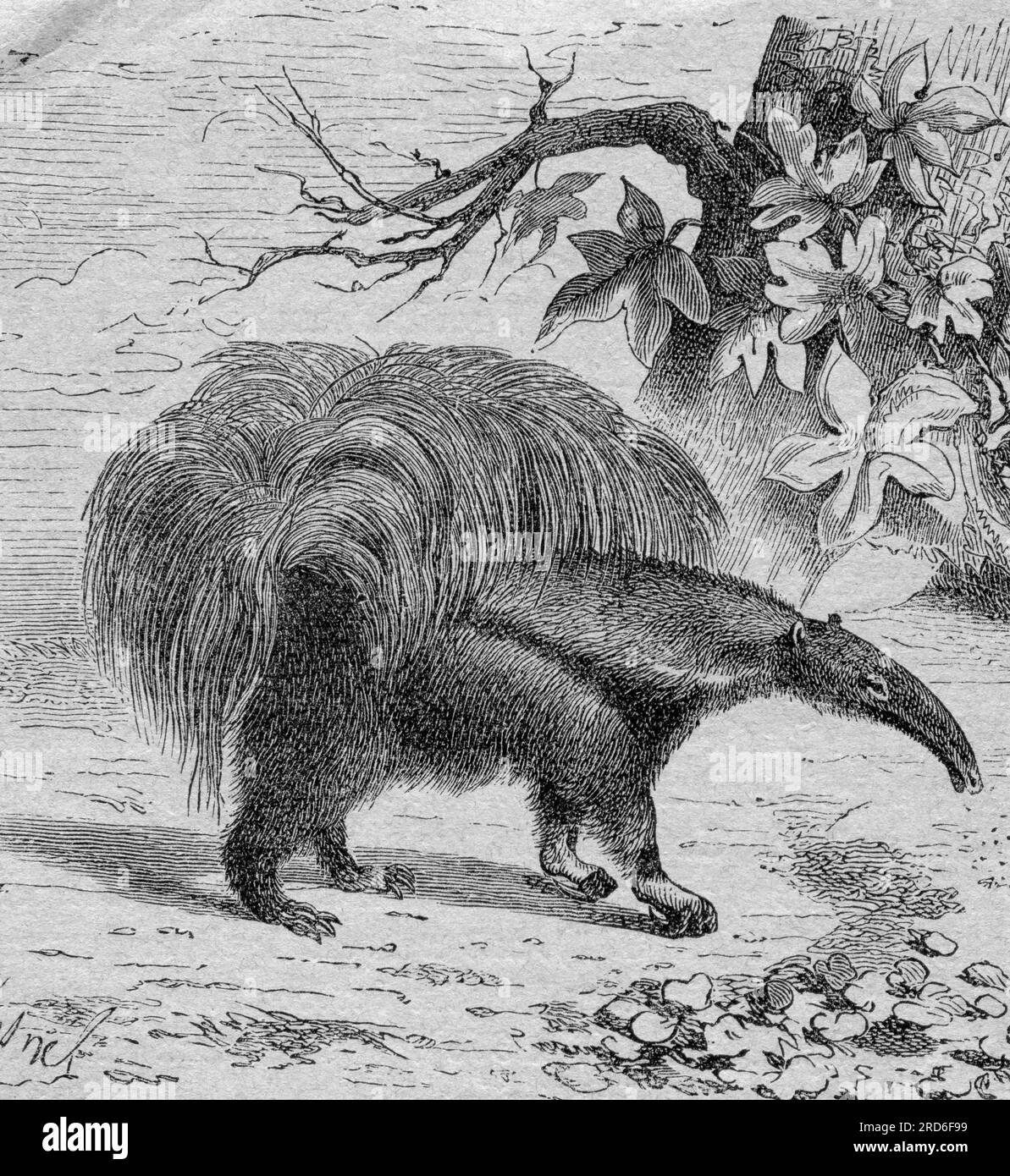 zoology / animals, ant bear, great anteater (Myrmecophaga tridactyla), wood engraving, 19th century, ARTIST'S COPYRIGHT HAS NOT TO BE CLEARED Stock Photo