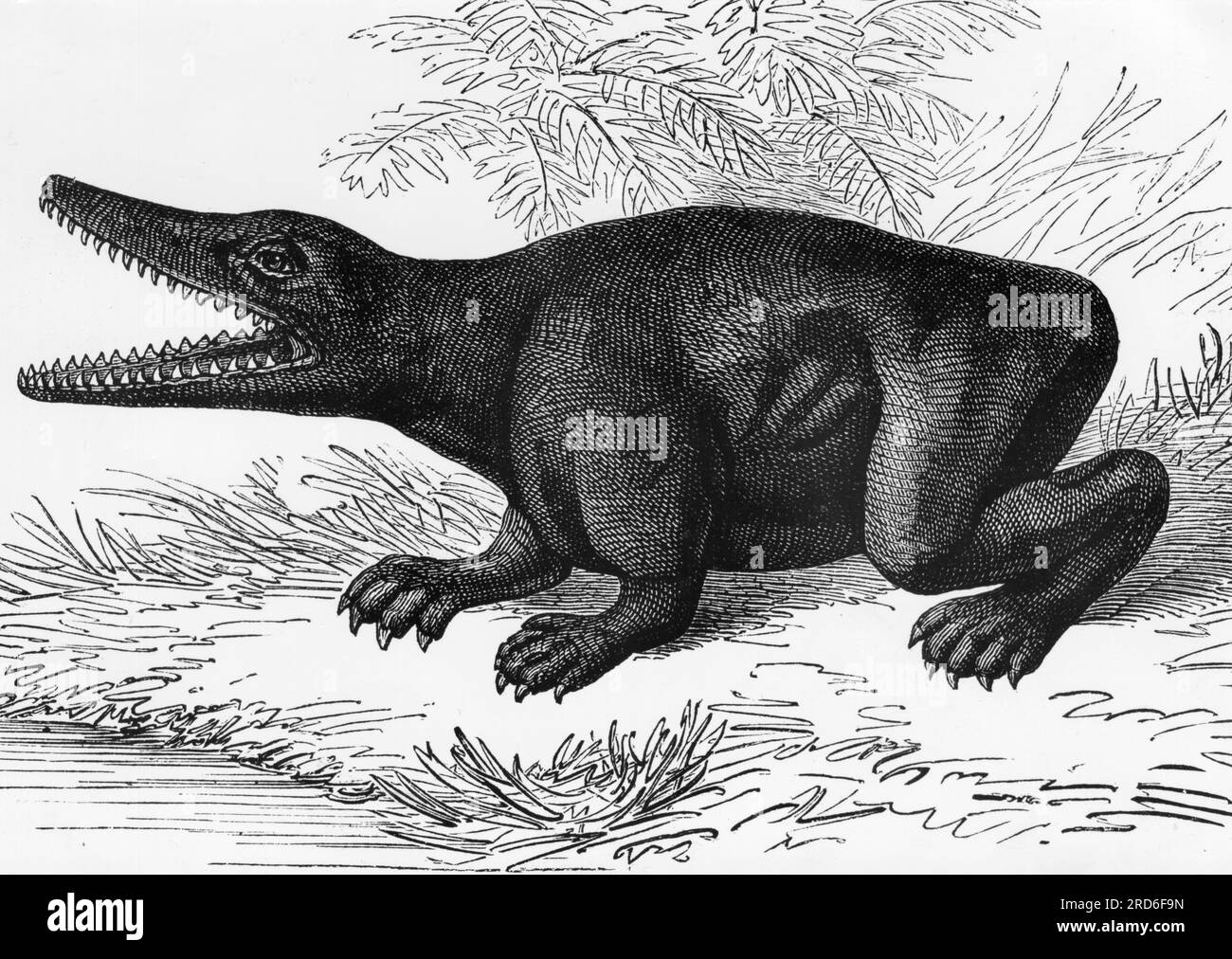 zoology / animals, Dinosaur, Labyrinthodon (Labyrinthodontia), drawing, 20th century, ADDITIONAL-RIGHTS-CLEARANCE-INFO-NOT-AVAILABLE Stock Photo