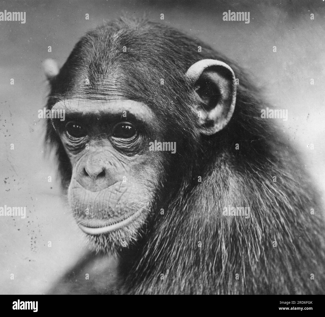 zoology / animals, ape, chimpanzee (Pan), 1950s, ADDITIONALRIGHTS