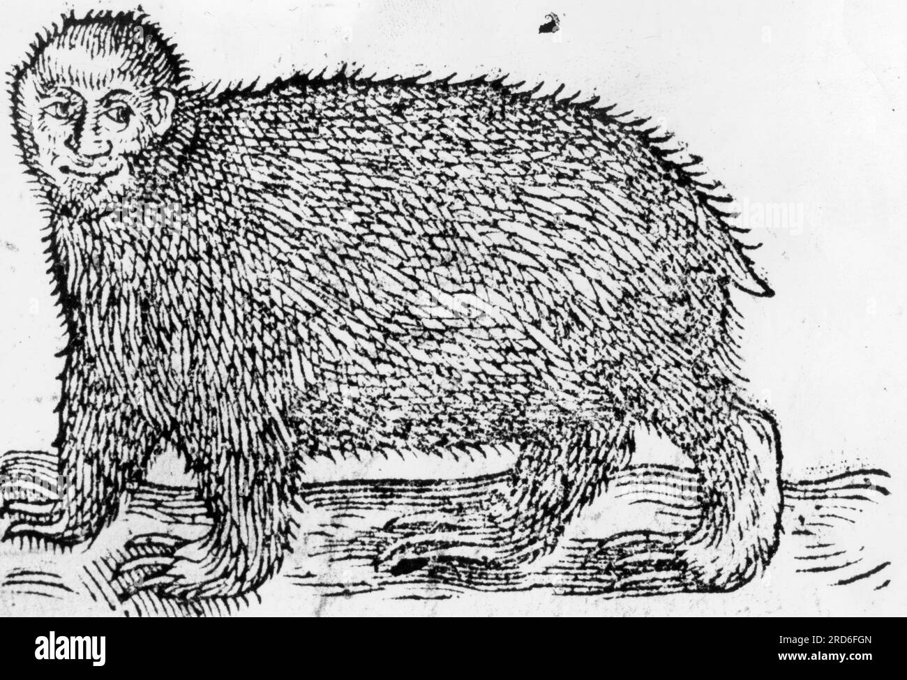 superstition, mythological creatures / monsters, alleged monkey Arctophithecus from Haiti, woodcut, ADDITIONAL-RIGHTS-CLEARANCE-INFO-NOT-AVAILABLE Stock Photo