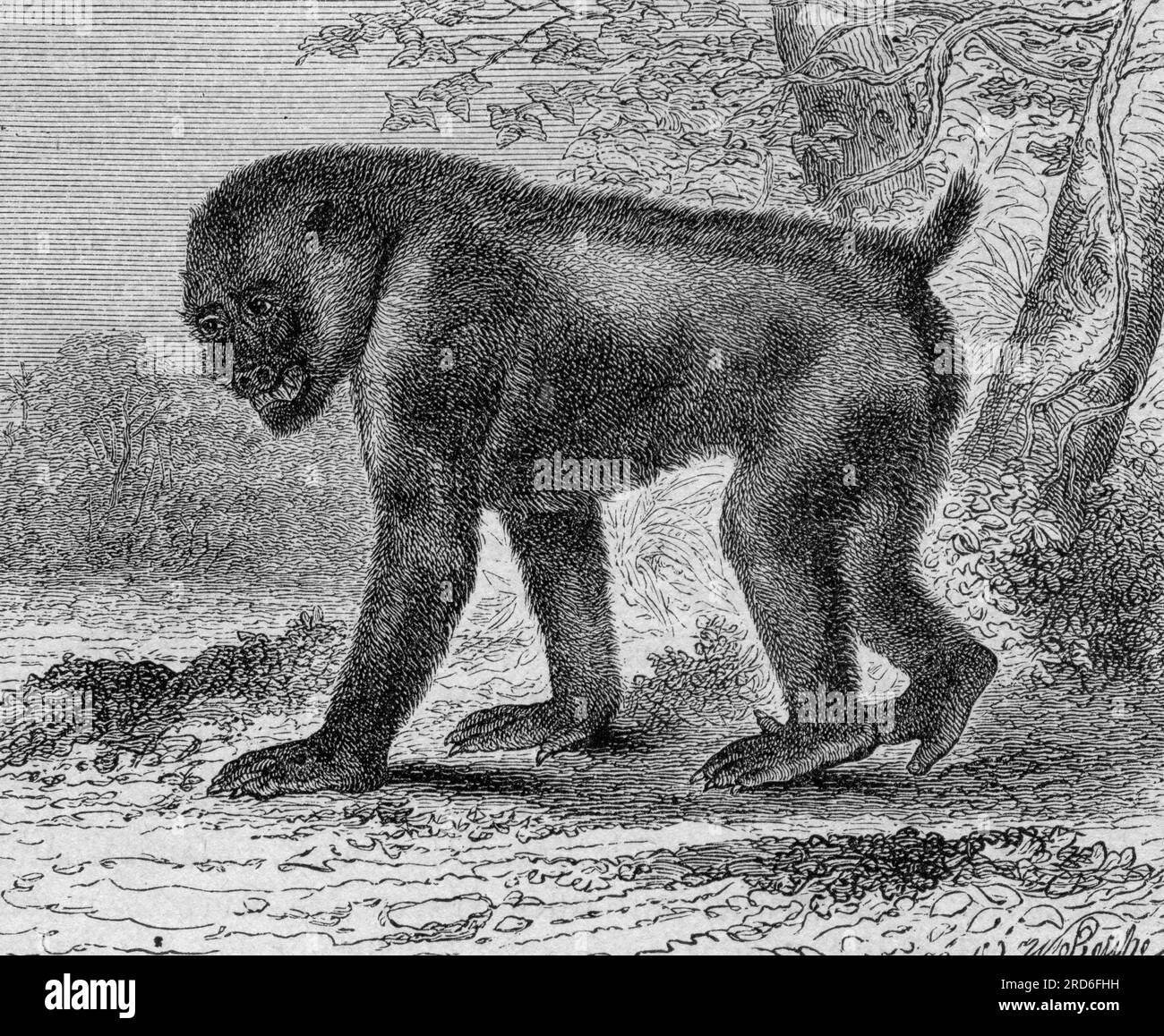 zoology / animals, monkey, mandril (Mandrillus sphinx), wood engraving, 19th century, ARTIST'S COPYRIGHT HAS NOT TO BE CLEARED Stock Photo