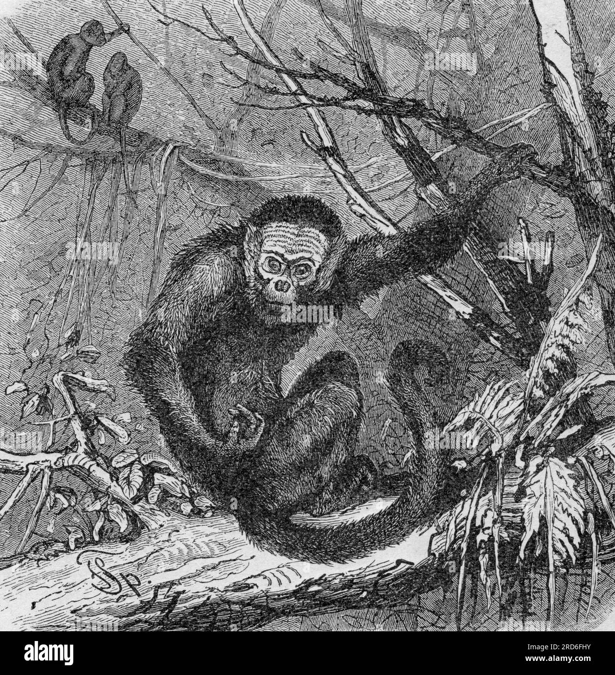 zoology / animals, monkey, Colombian white-faced capuchin (Cebus capucinus), wood engraving, 19th century, ARTIST'S COPYRIGHT HAS NOT TO BE CLEARED Stock Photo