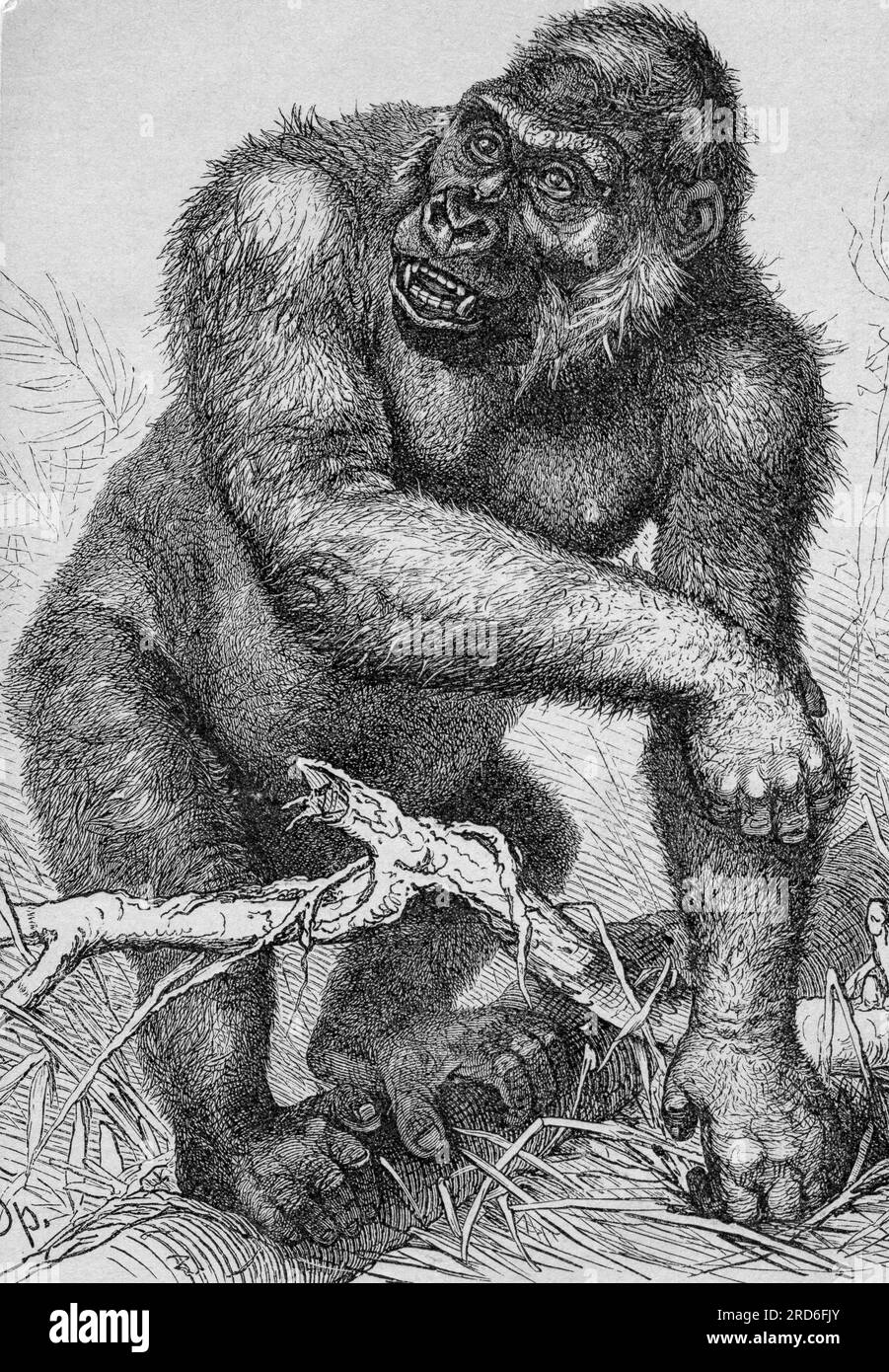 zoology / animals, ape, gorilla (Gorilla), wood engraving, by F.A.Brockhaus, 19th century, ARTIST'S COPYRIGHT HAS NOT TO BE CLEARED Stock Photo