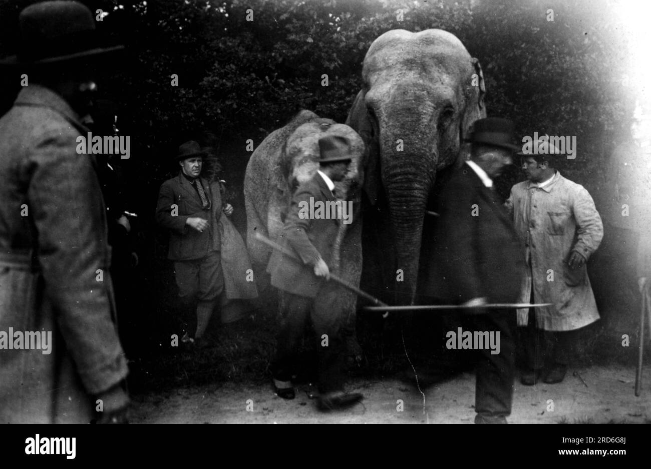 circus, animals, circus elephants, circa 1930, ADDITIONALRIGHTS