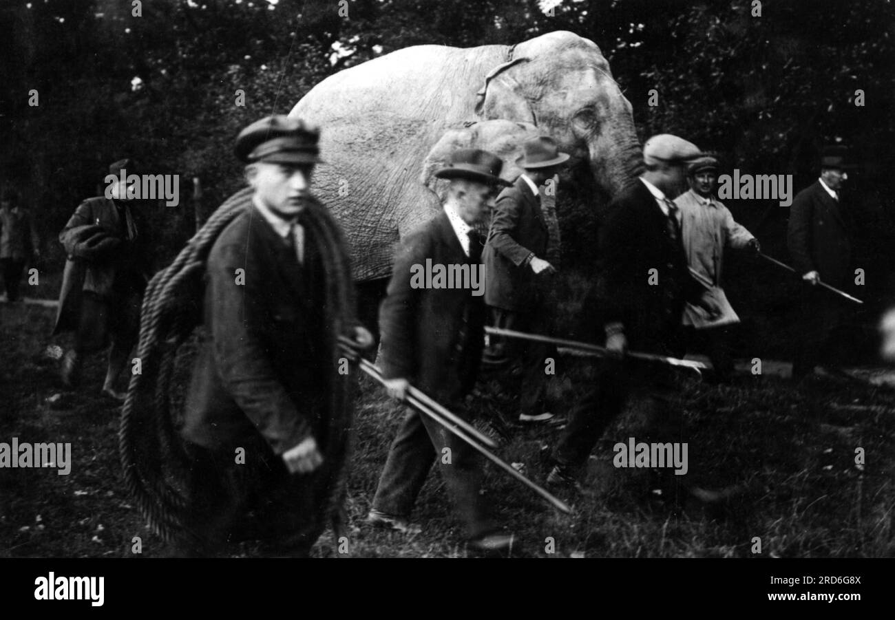 circus, animals, circus elephants, circa 1930, ADDITIONAL-RIGHTS