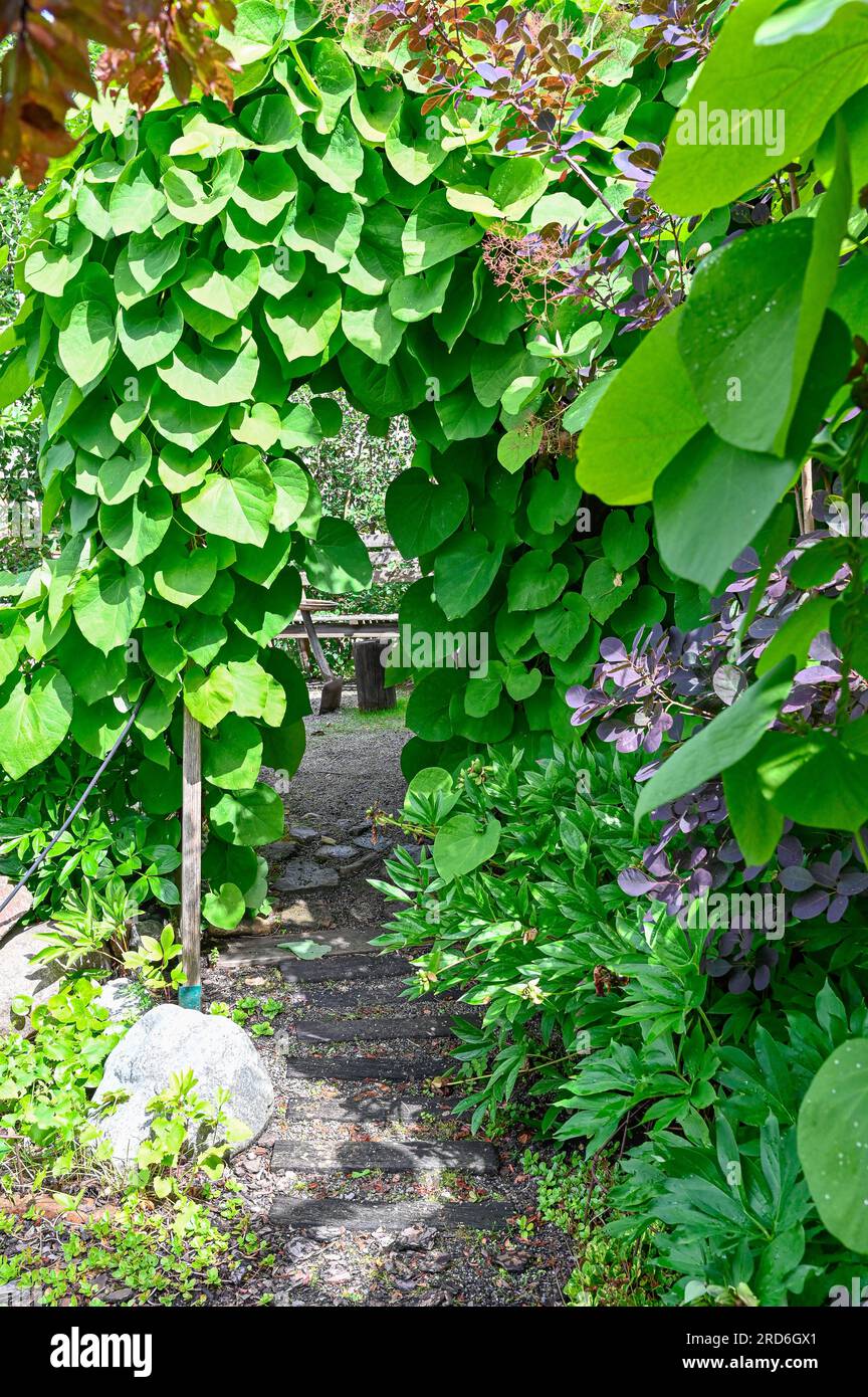 Garden with foot path through narrow plant with big leaves Stock Photo