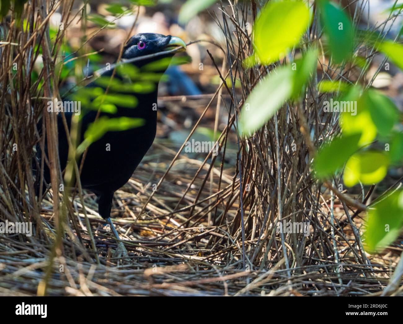 Male Satin Bowerbird wit a stick in his beak, building a bower Stock Photo