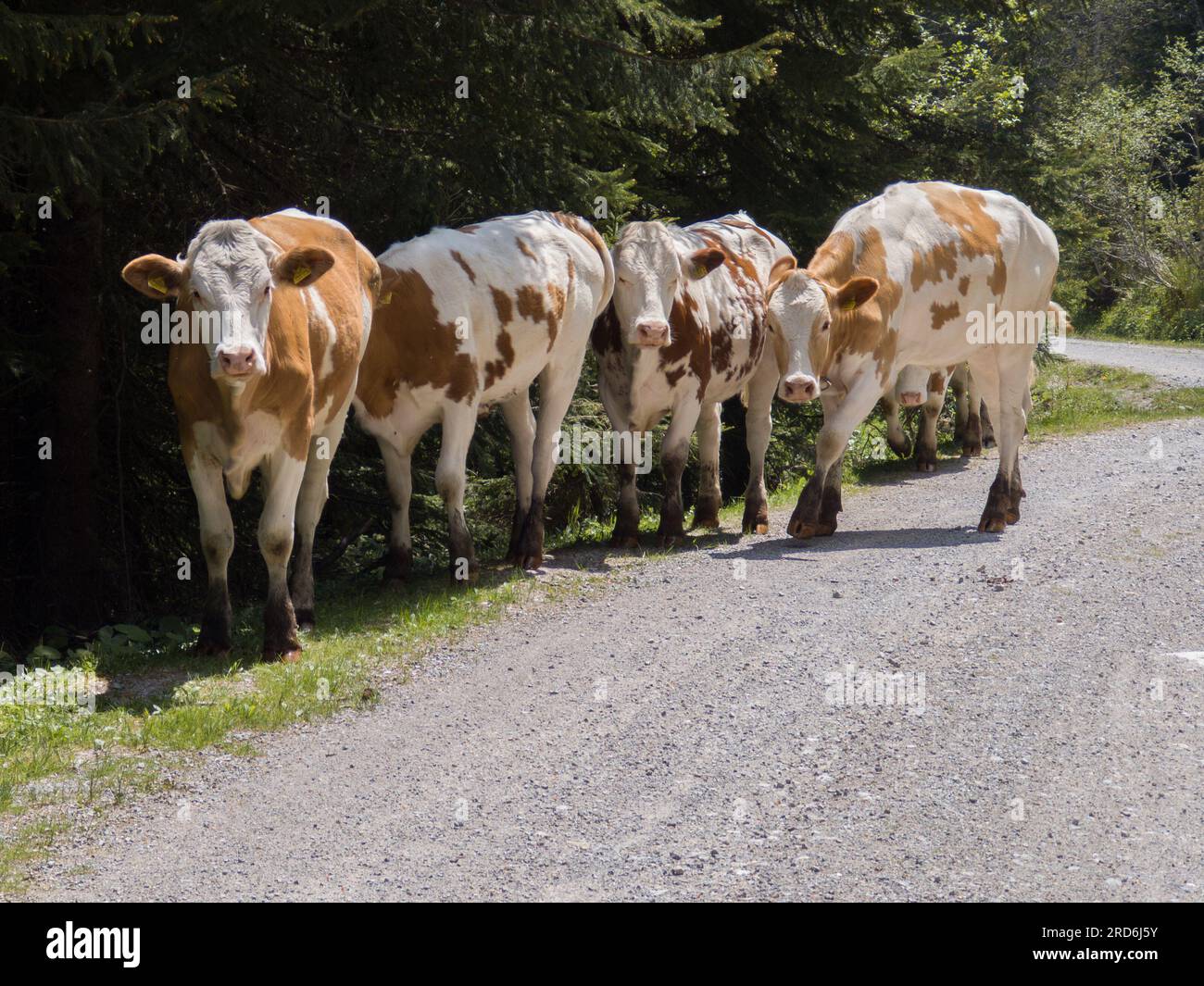 cows near Hochkoenig in austria Stock Photo