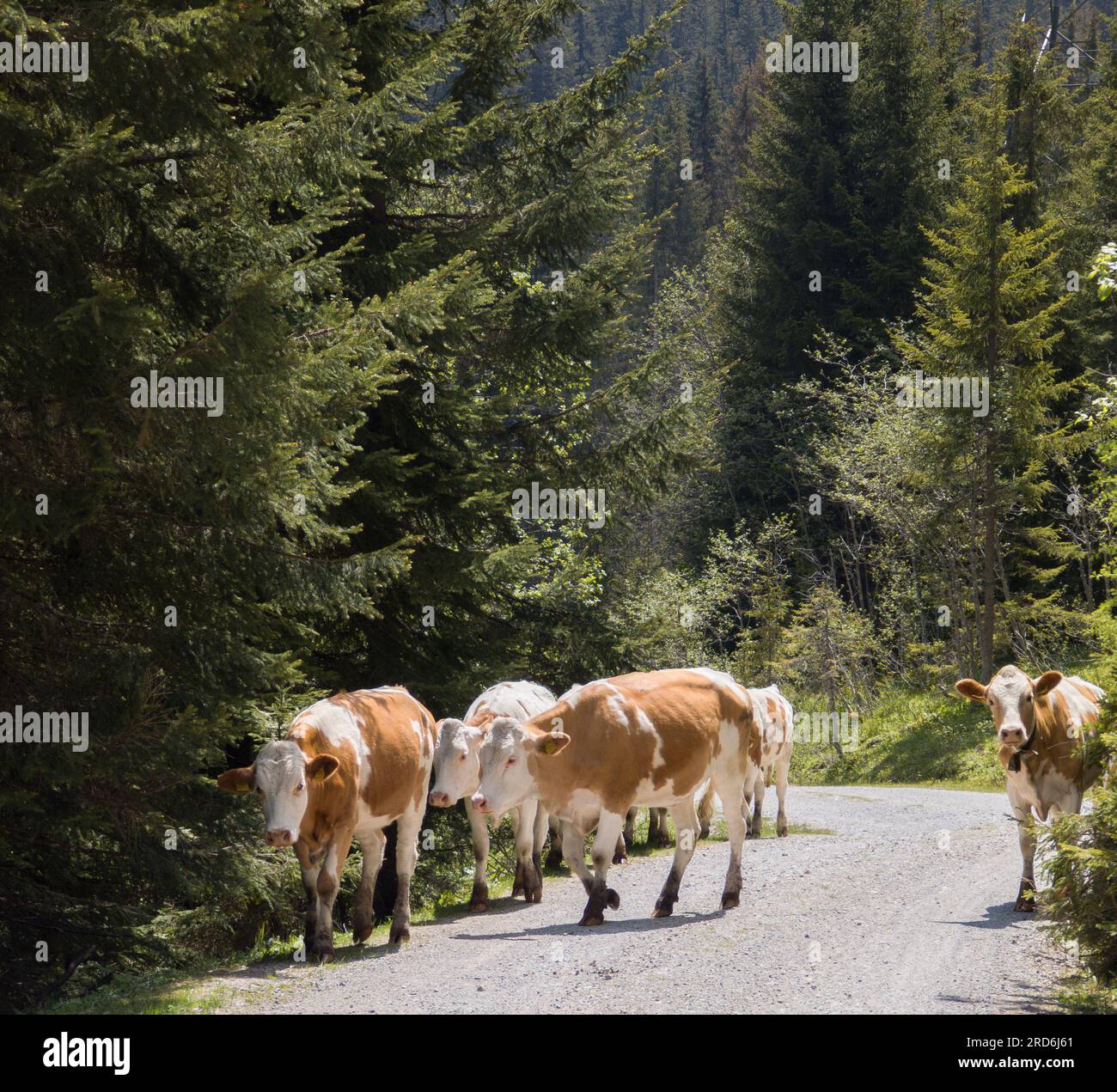 cows near Hochkoenig in austria Stock Photo