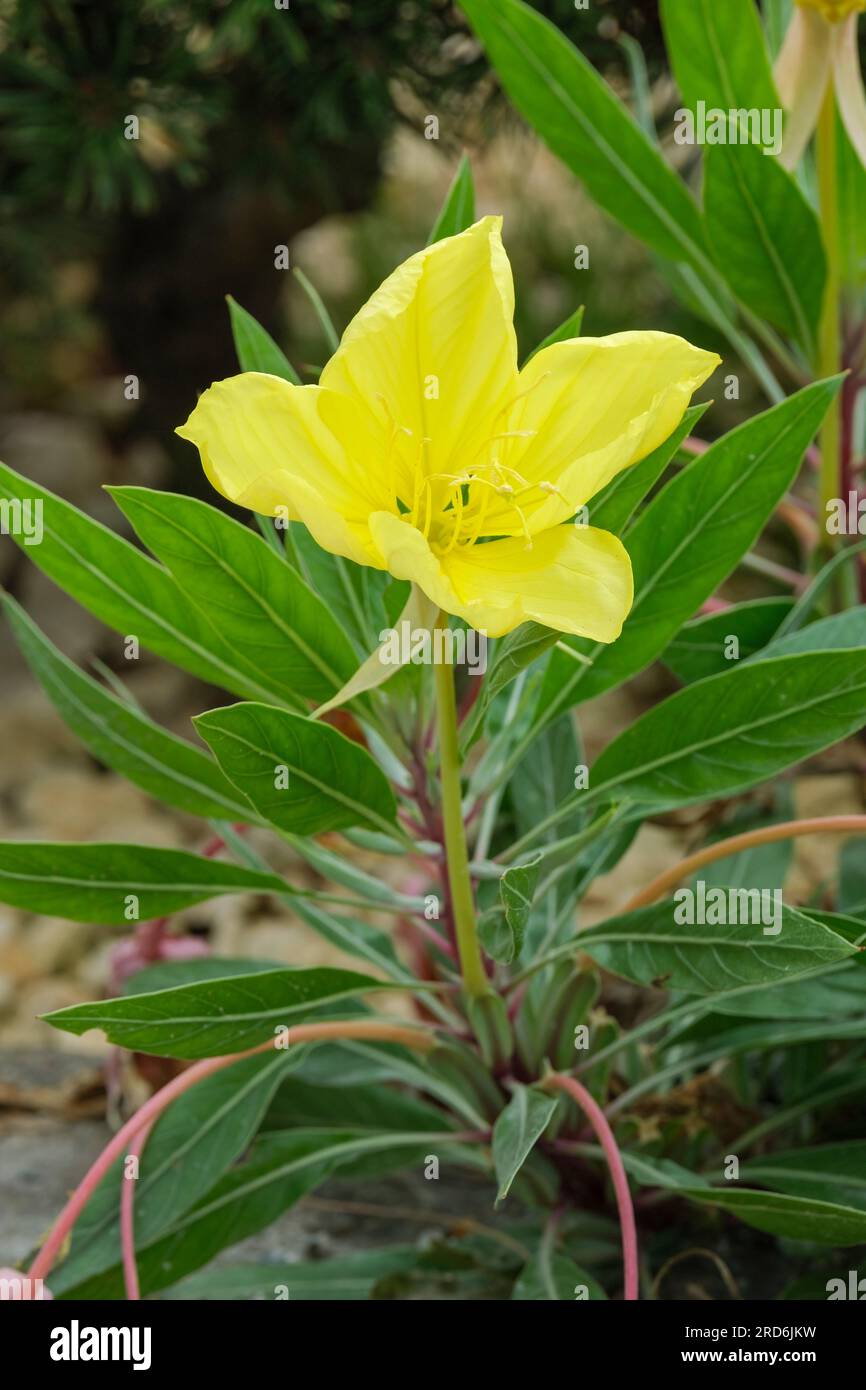 Oenothera macrocarpa, bigfruit evening primrose, Missouri evening primrose,  Ozark Sundrops, biennial, lemon-yellow flowers Stock Photo