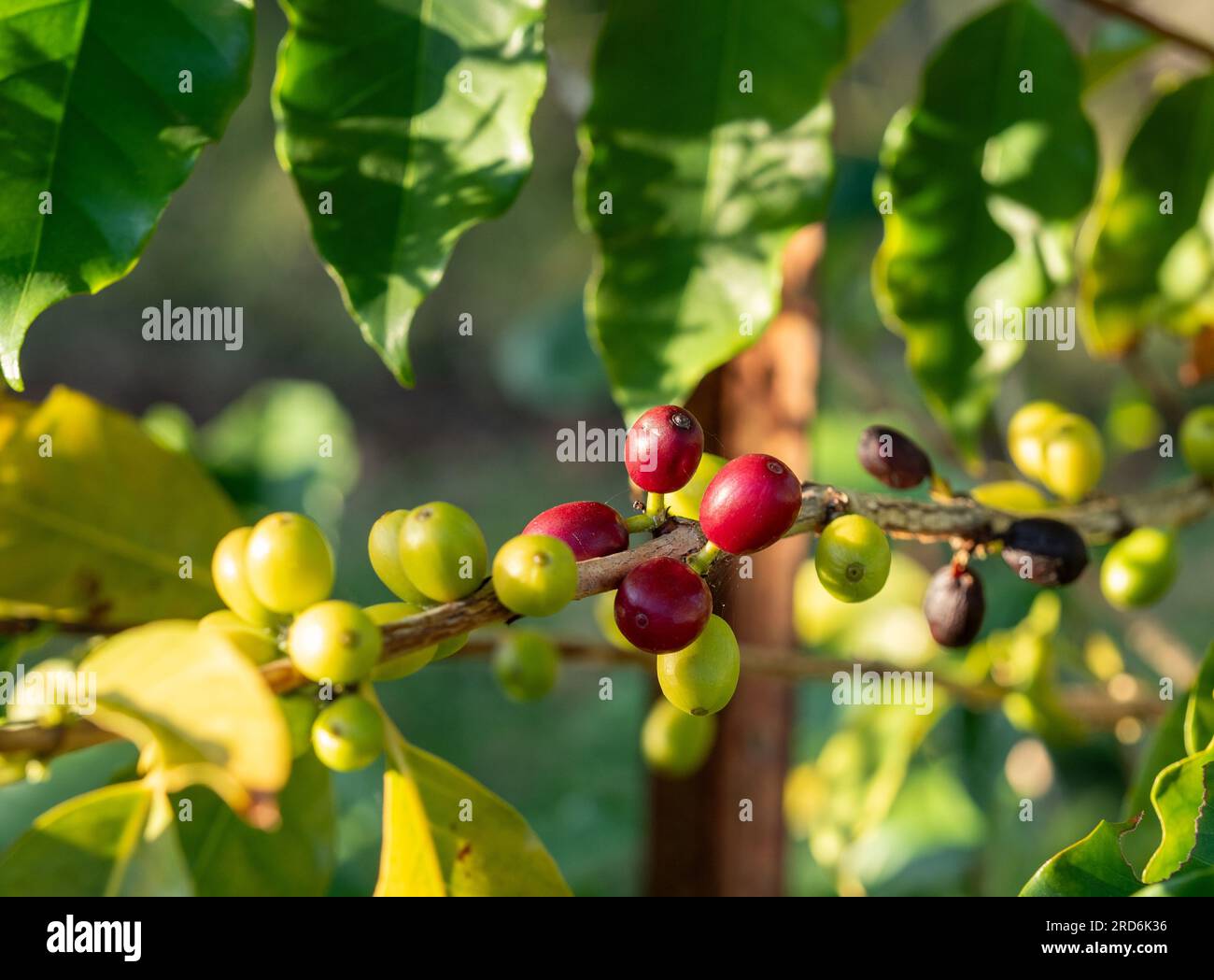 Coffee Beans in different stages of ripeness growing in clusters on a ...
