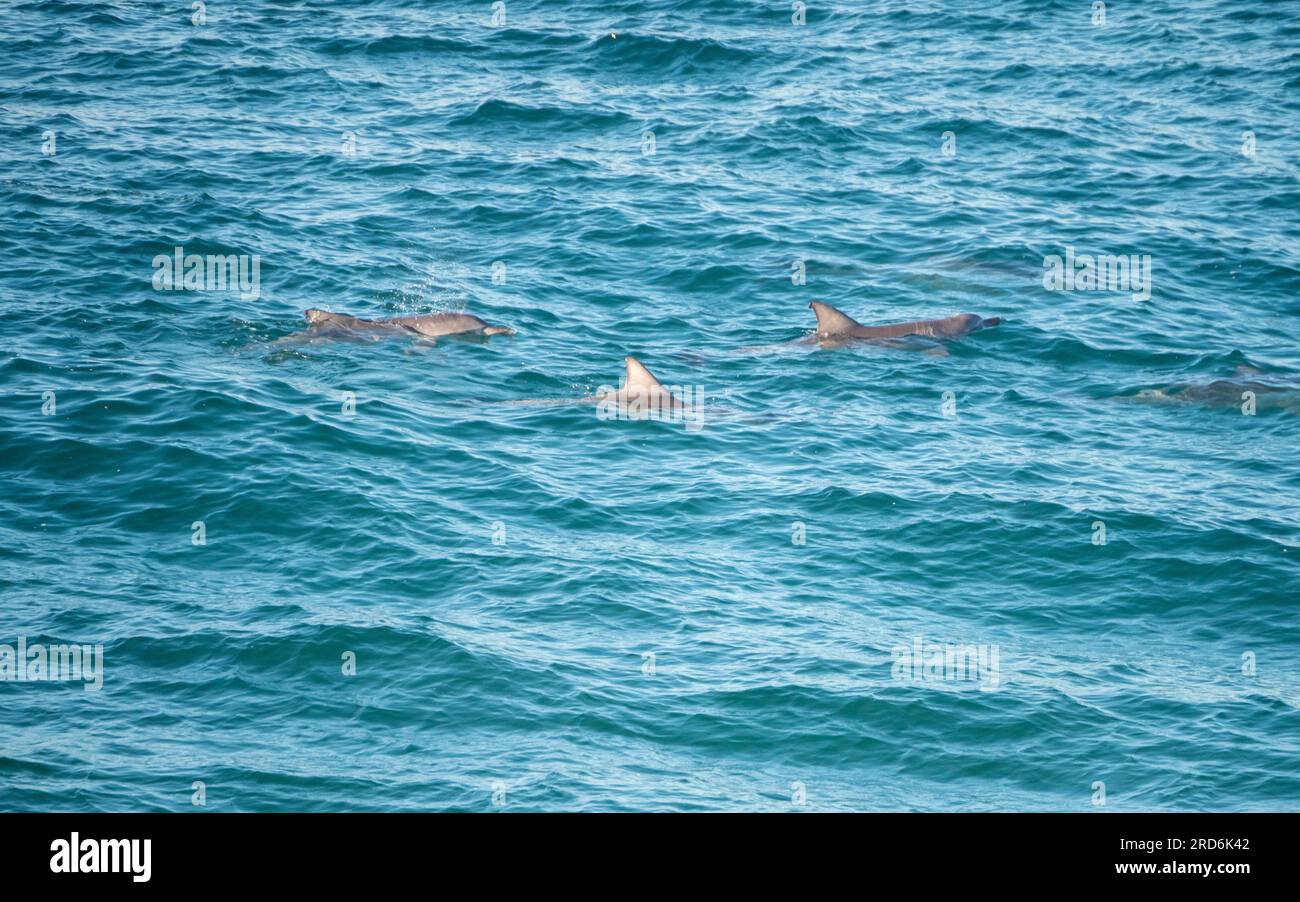 A pod of Bottlenose Dolphins swimming in the sea, just the dorsal fins  showing Stock Photo - Alamy, image size:1300x902