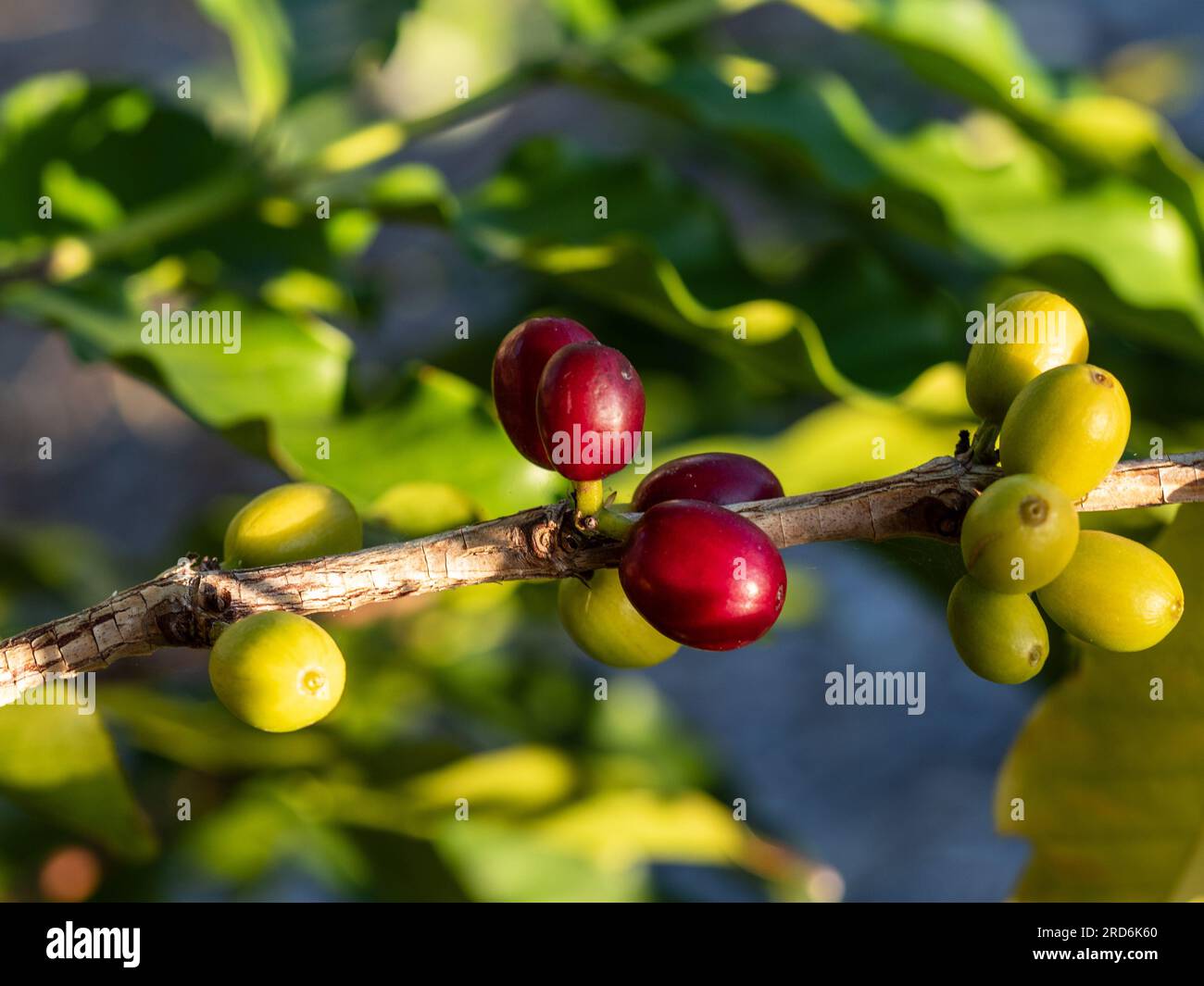 Coffee Beans growing on a stem, clusters of different stages of