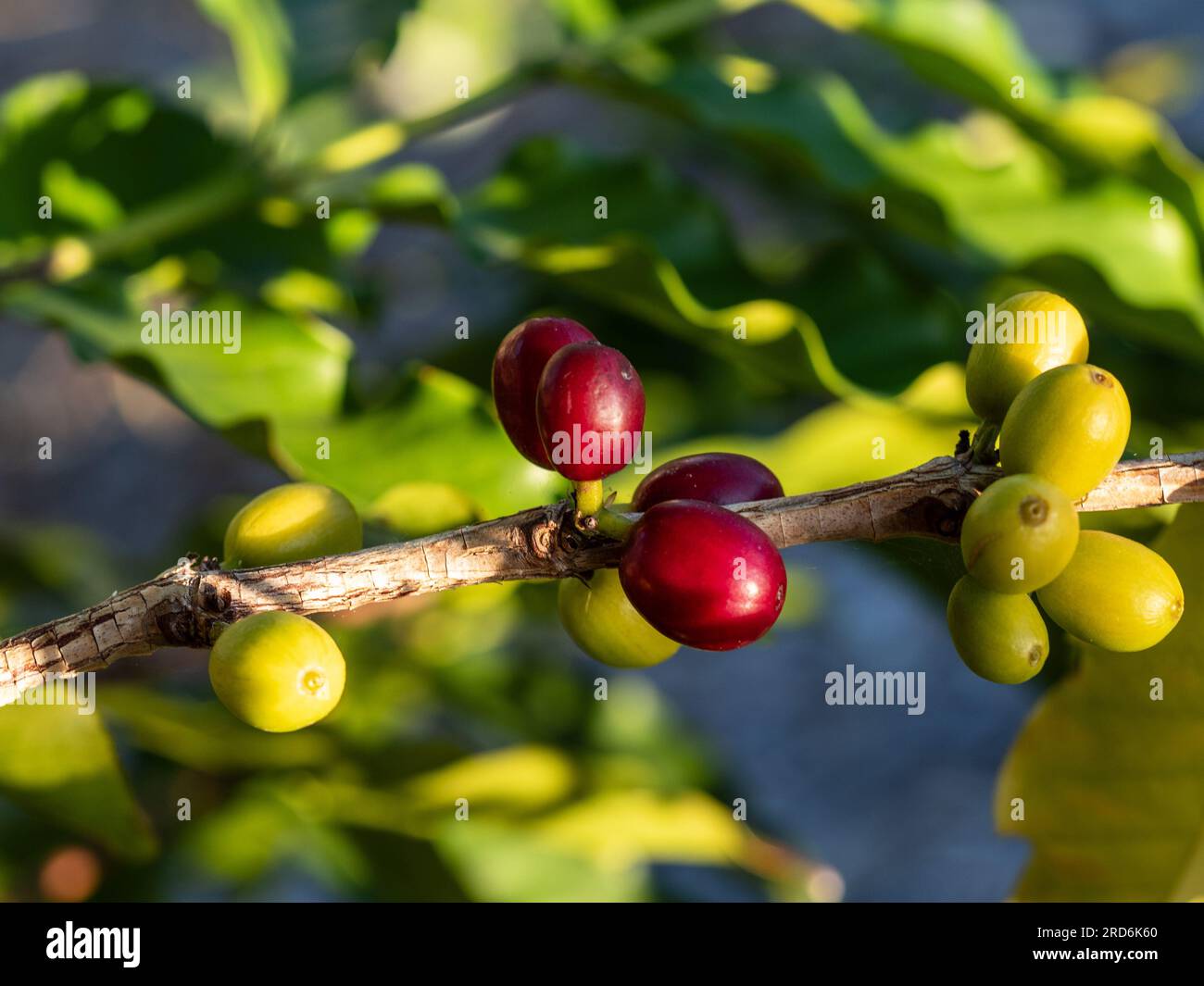 Coffee Cherries growing on a stem, clusters of different stages of ripeness, beans or seeds inside, red and green Stock Photo