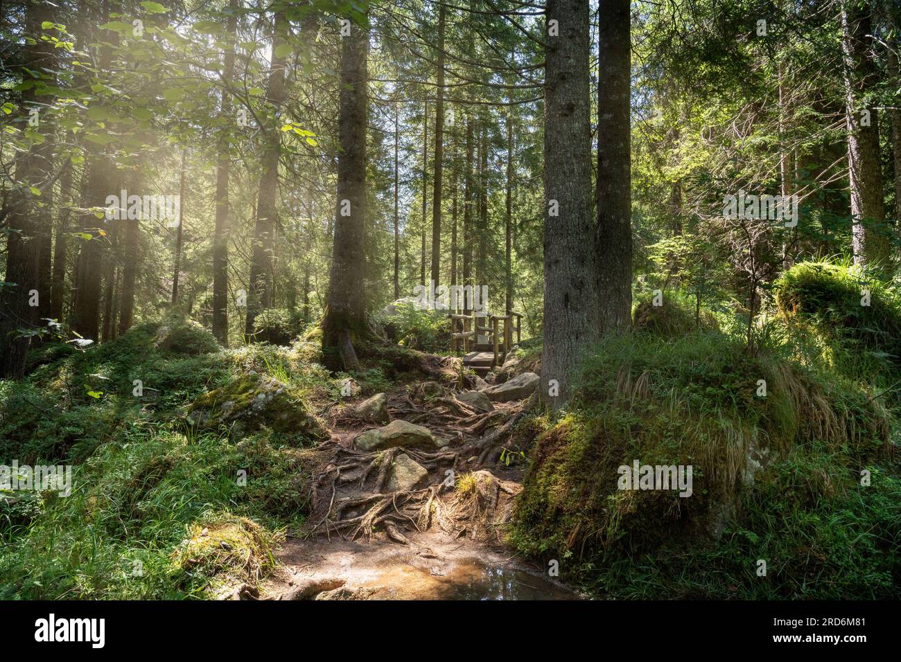Forest path with sun rays hi-res stock photography and images - Alamy