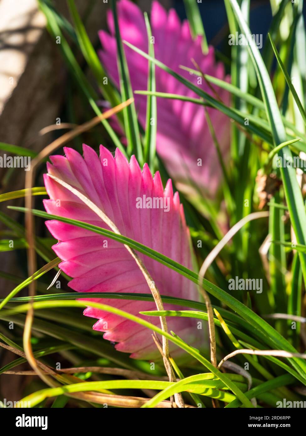 Pink Quill plant bracts Stock Photo