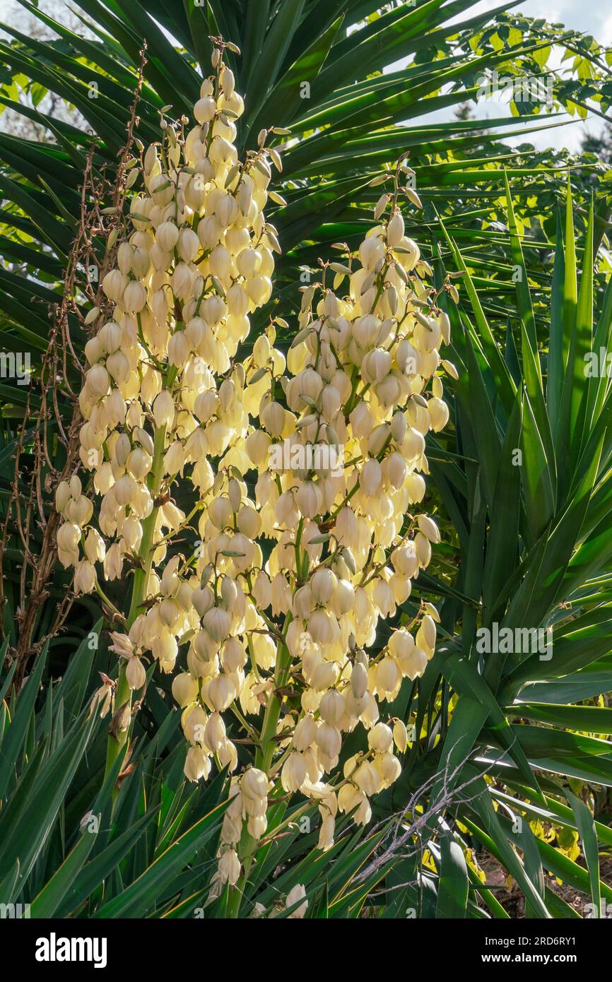 Yucca plant flowers blooming on mass, pointy green leaves Stock Photo