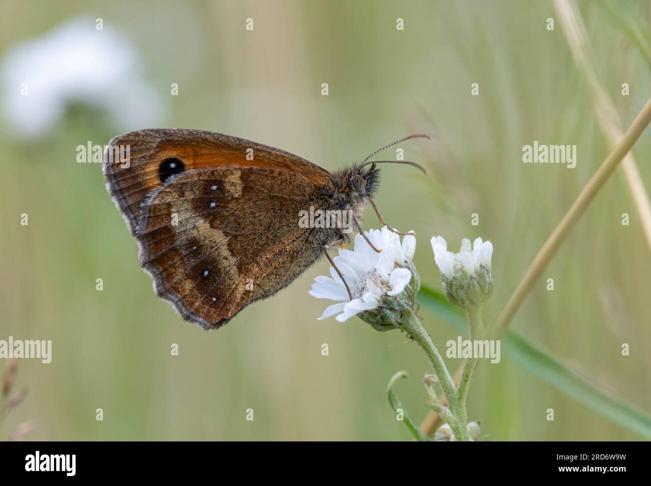 Gatekeeper butterfly (Pyronia tithonus), also called hedge brown, drinking nectar from wildflowers in summer or July, England, UK Stock Photo