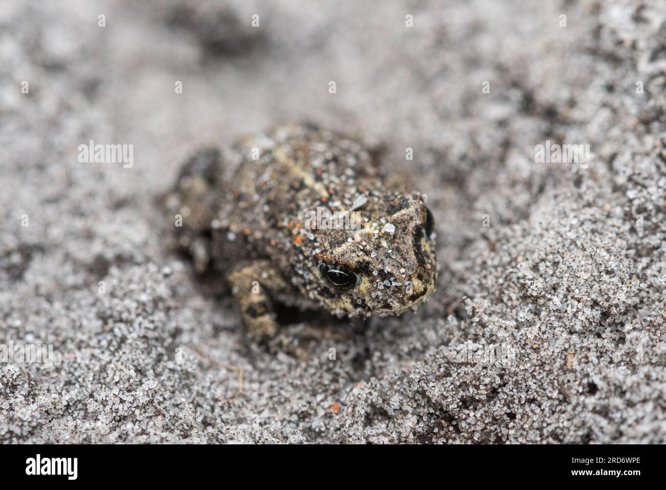Natterjack toad (Epidalea calamita), a young toadlet in sand, Surrey, England, UK Stock Photo