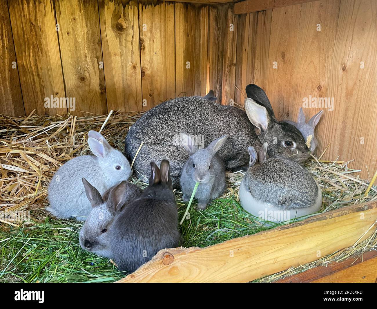 young rabbits in the garden Stock Photo