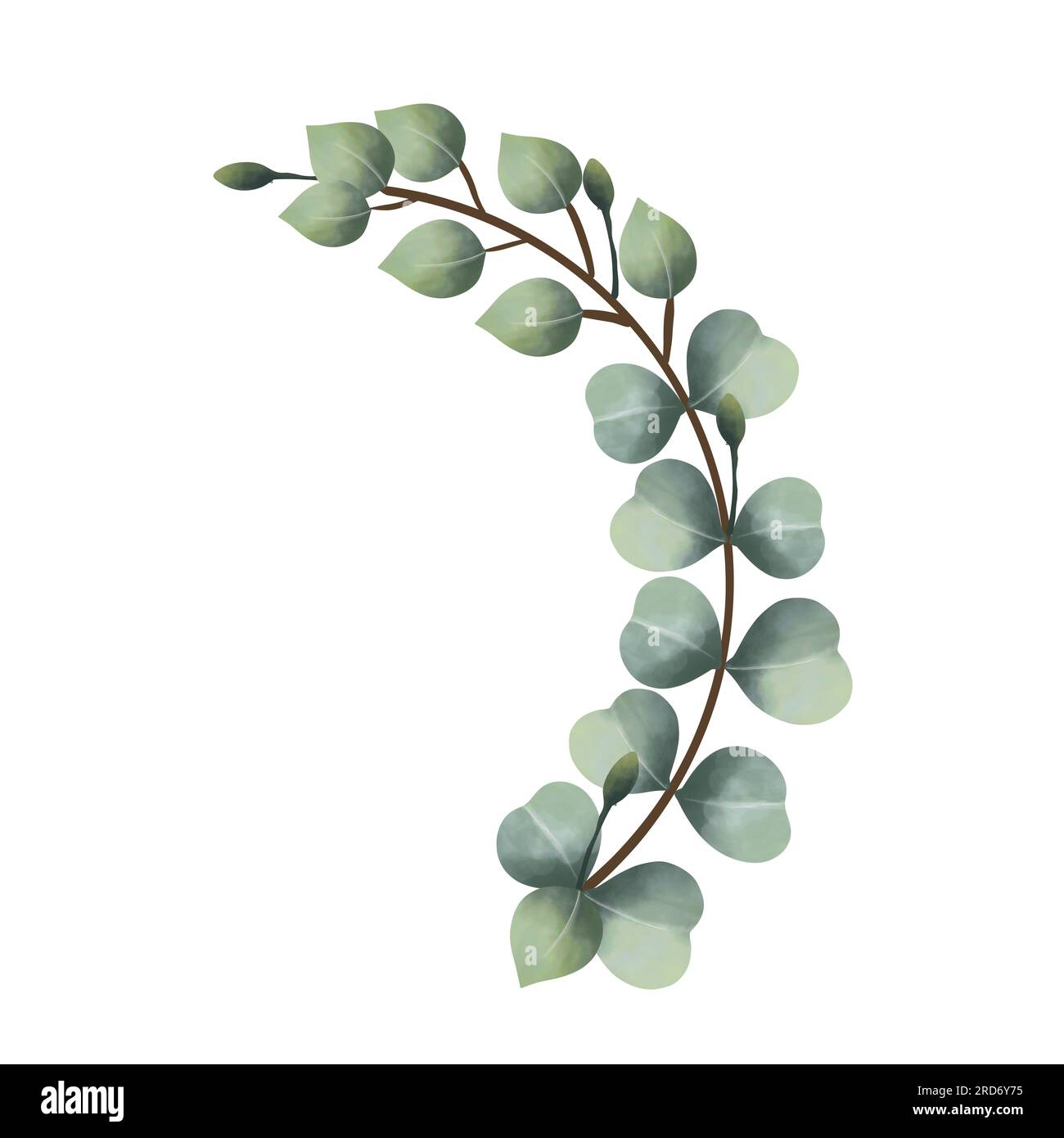 watercolor eucalyptus vines on a white background Isolated Stock Photo